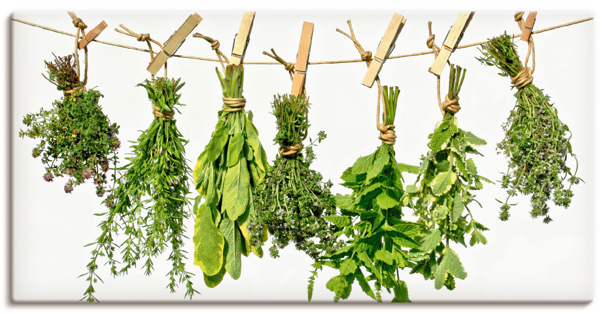 Artland Wandbild "Kräuter" Pflanzen 1 Stk. tlg. als Alubild, Leinwandbild i günstig online kaufen