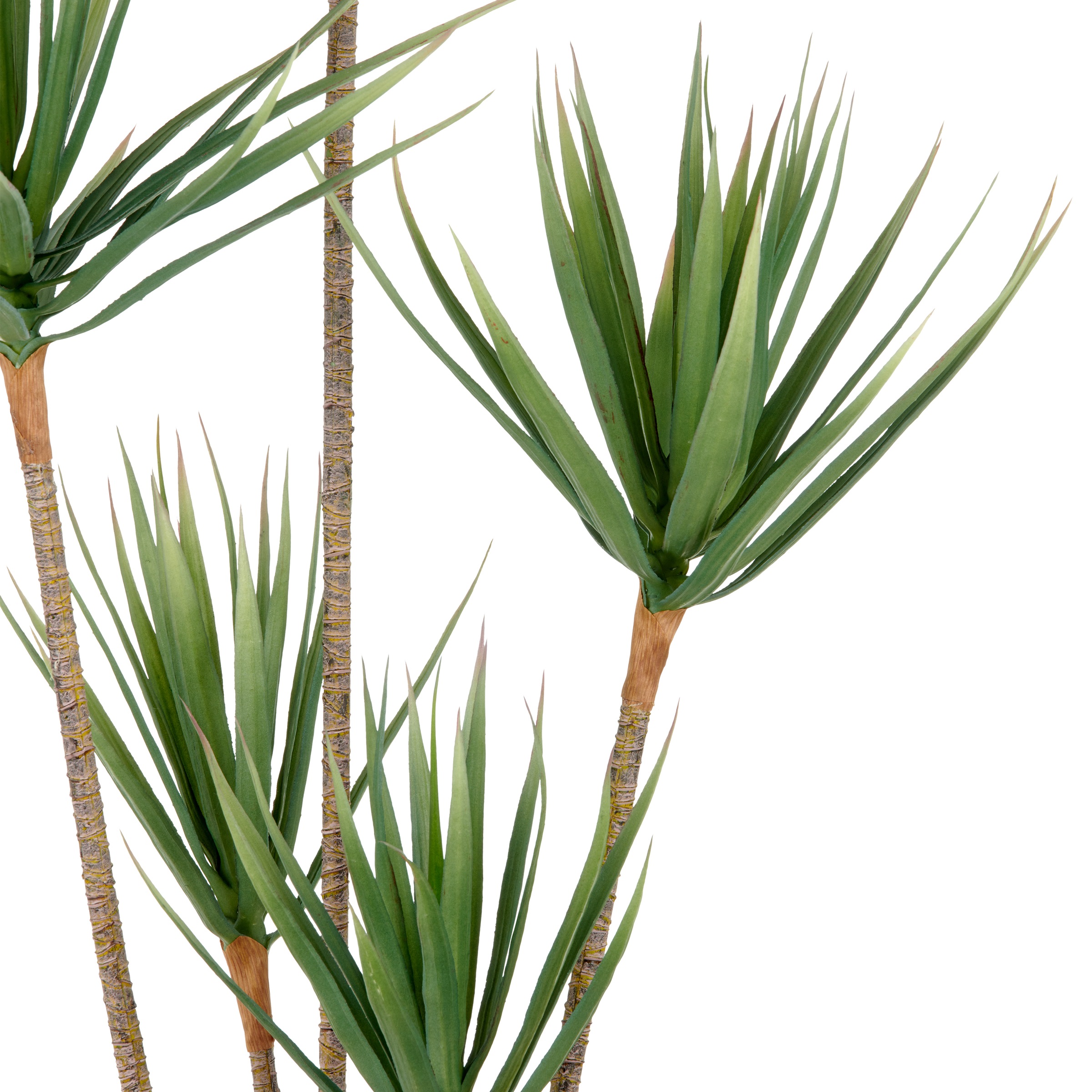 Creativ green Kunstpflanze »Dracaena draco«, mit 5 Stämmen