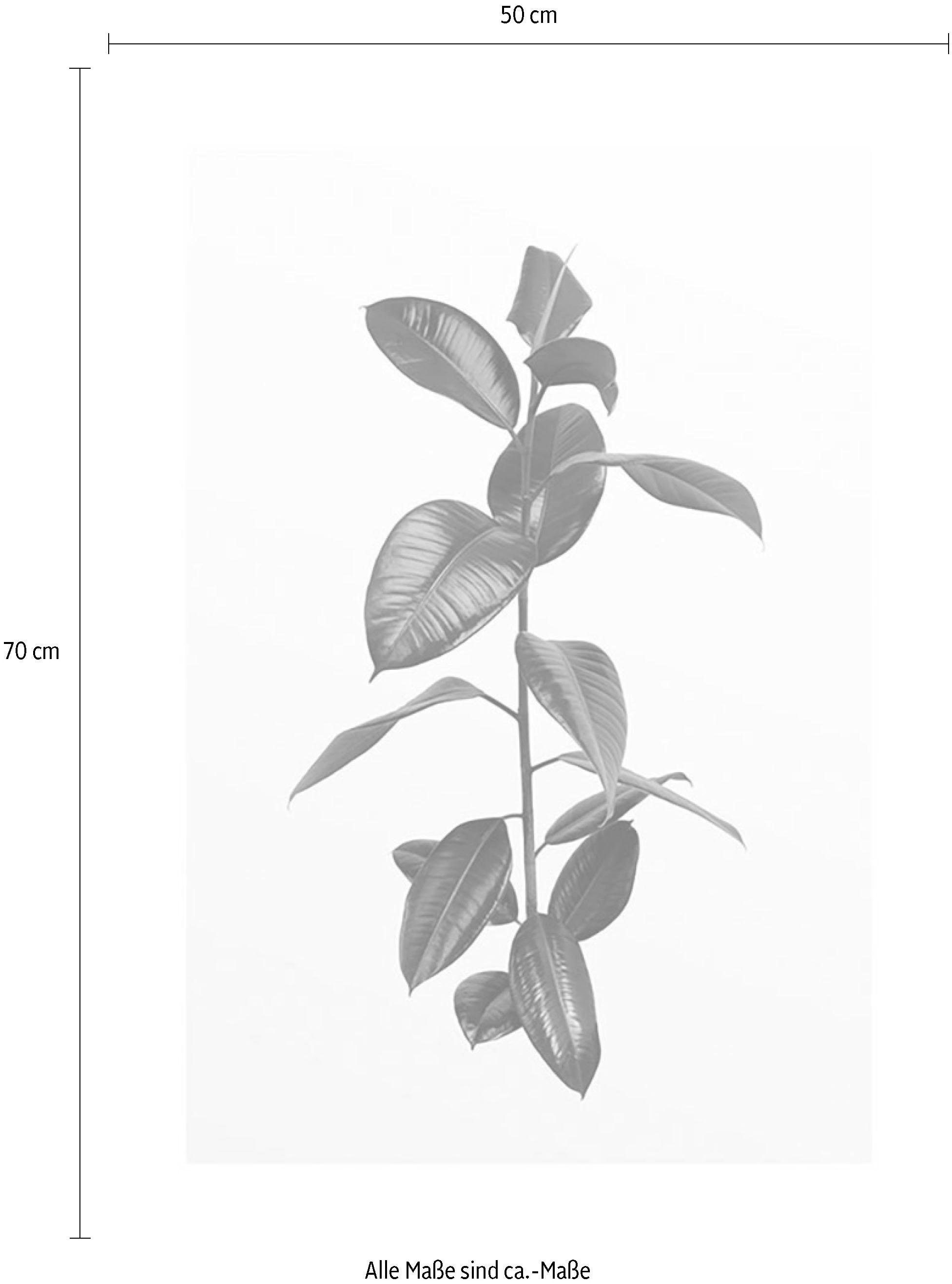 Komar Poster »Ficus BAUR | Branch«, Pflanzen, St.), Wohnzimmer Schlafzimmer, (1 Kinderzimmer