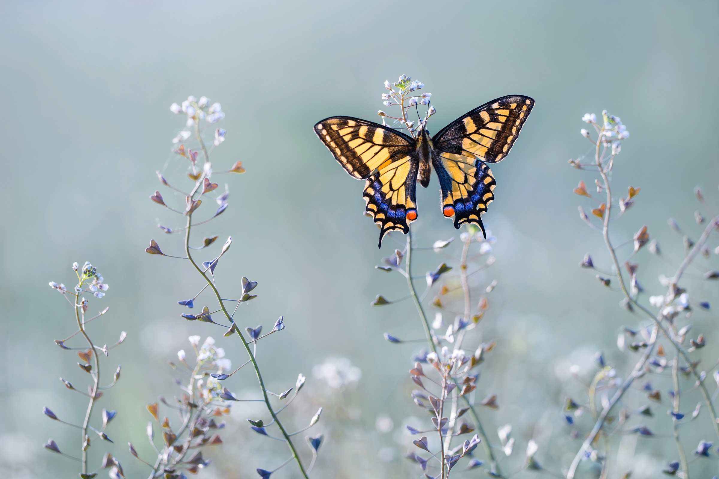 Papermoon Fototapete "Photo-Art PETAR SABOL, SWALLOWTAIL BEAUTY"
