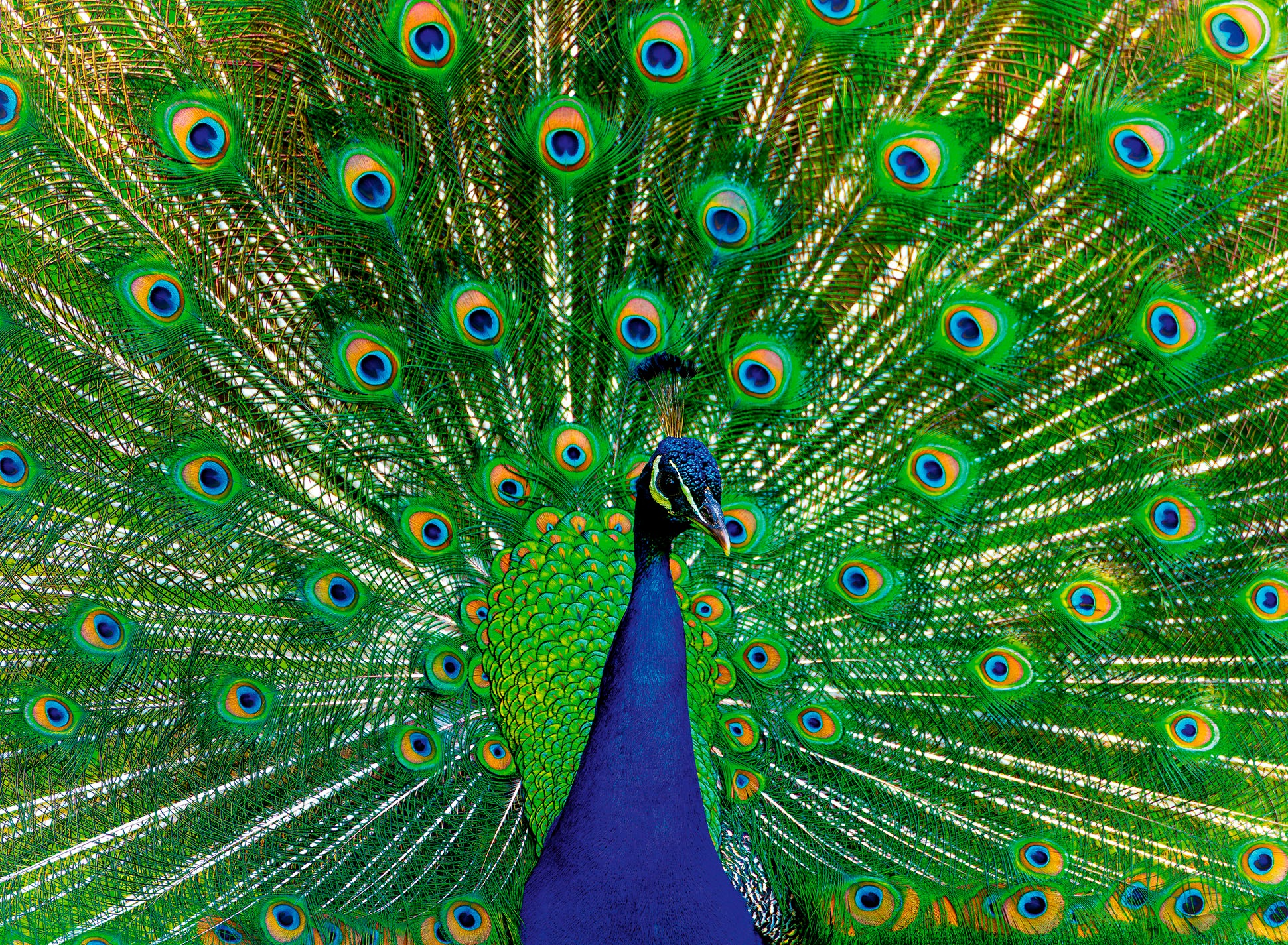 Ravensburger Puzzle »Colorful Animals, Peacock«, Made in Germany