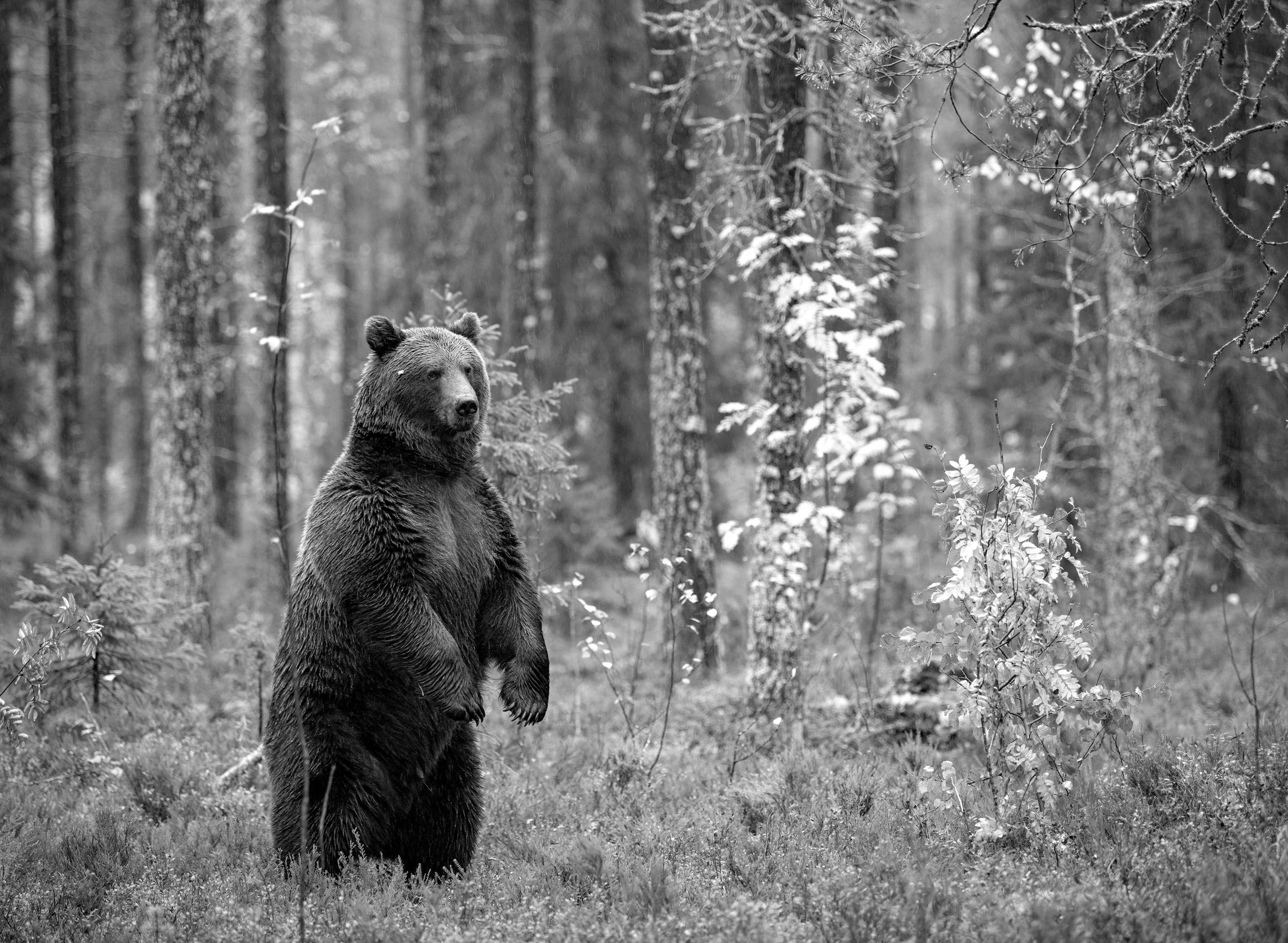 Papermoon Fototapete "Bär im Wald Schwarz & Weiß"