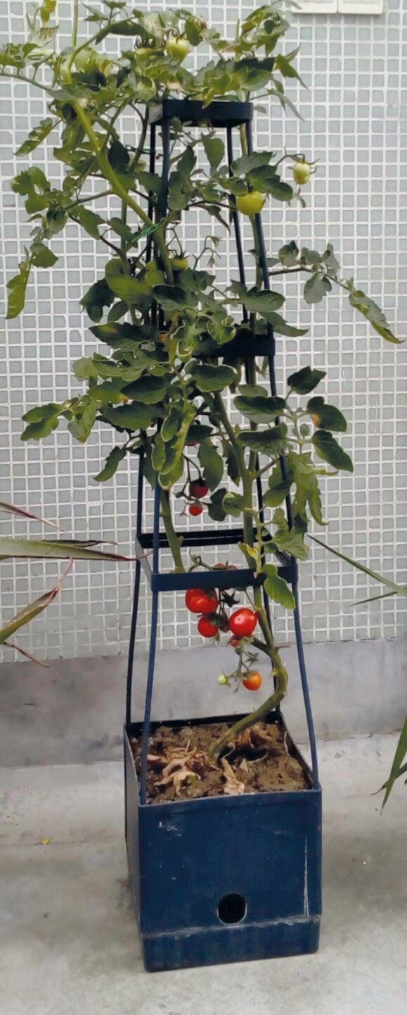 Think Garden Pflanzkübel »Tomaten BAUR Tower« | kaufen