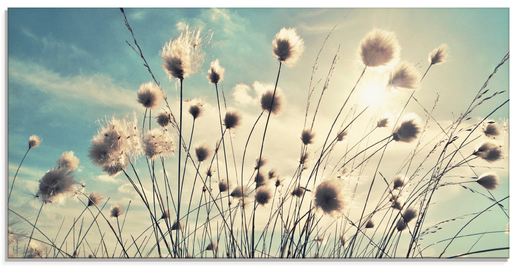 Artland Glasbild "Wollgras" Gräser 1 Stk. tlg. in verschiedenen Größen günstig online kaufen