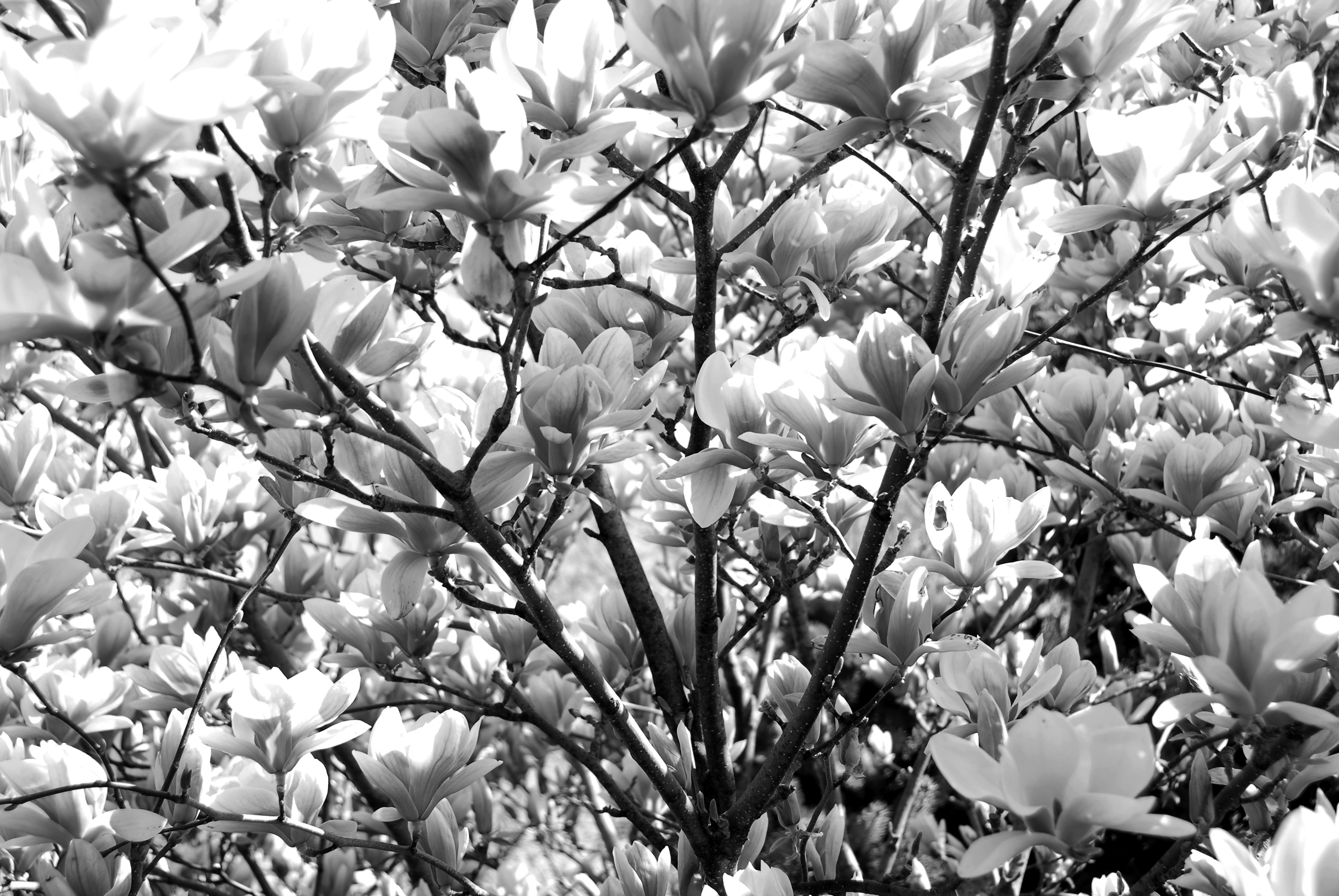 Papermoon "Blumen Schwarz & Weiß"