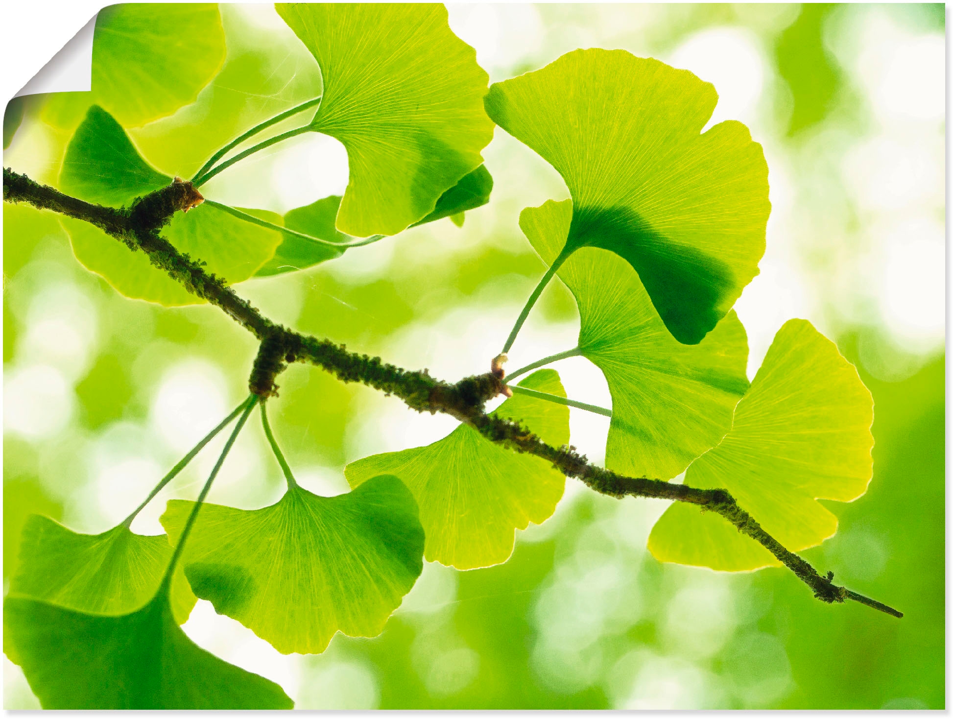 Artland Wandbild "Ginkgo" Blätter 1 Stk. tlg. als Leinwandbild, Poster in v günstig online kaufen