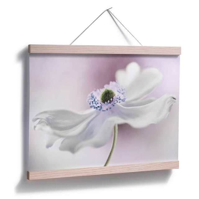 Wall-Art »Anemone«, (1 Pflanzen, St.) Poster BAUR | bestellen