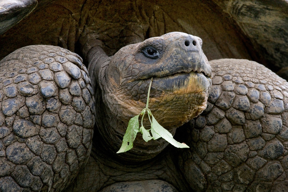 Fototapete »Riesenschildkrötenporträt«