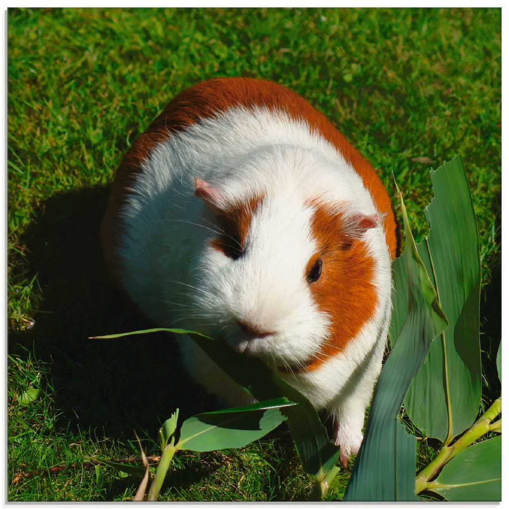 Artland Glasbild »Orange weißes Meerschweinchen«, Haustiere, (1 St.)