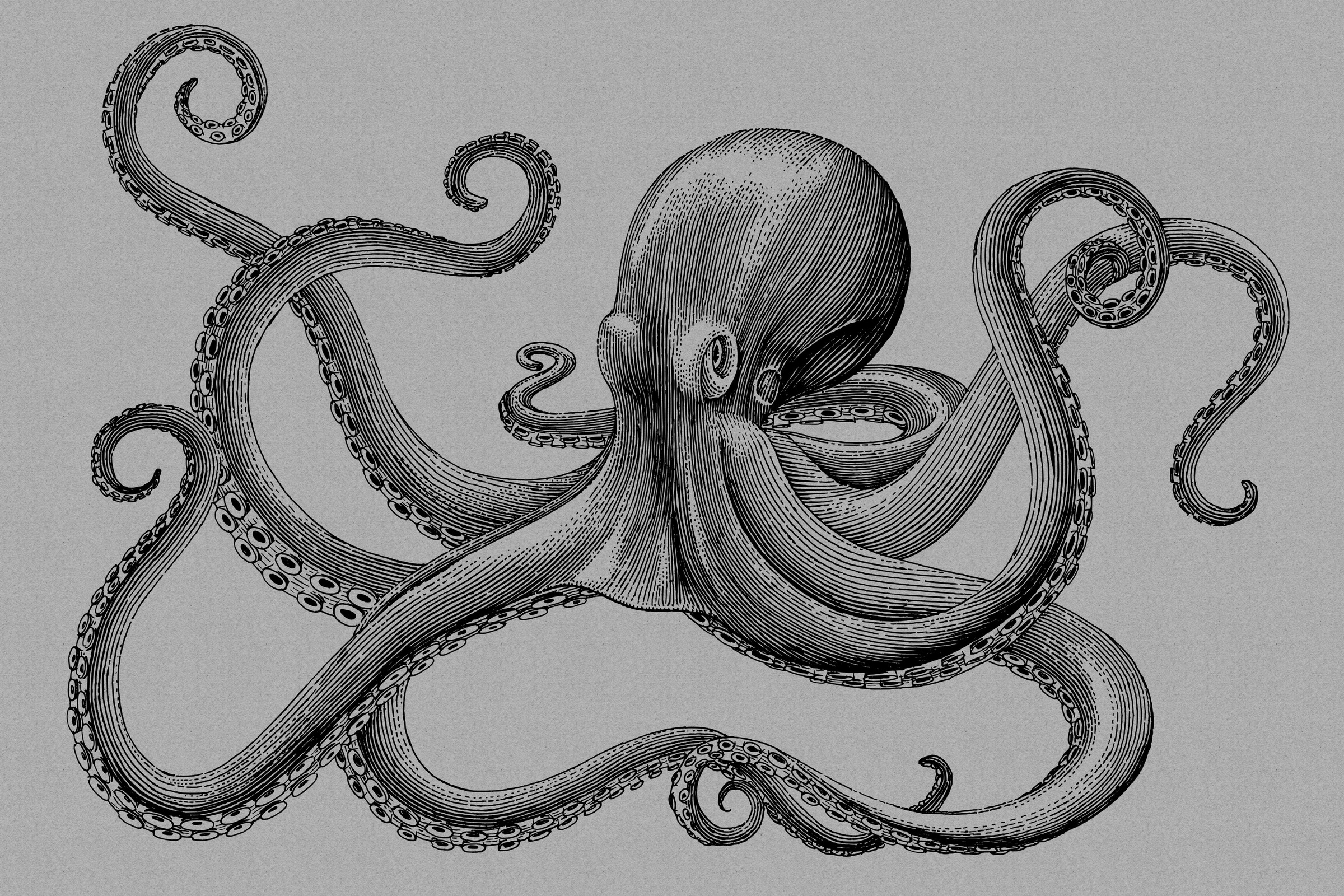 A.S. Création Leinwandbild »jules«, Kunst-Tiere-Kinder, (1 St.), Keilrahmen Bild Octopus Krake Leinwand-Bild Wohnzimmer modern Wandbild