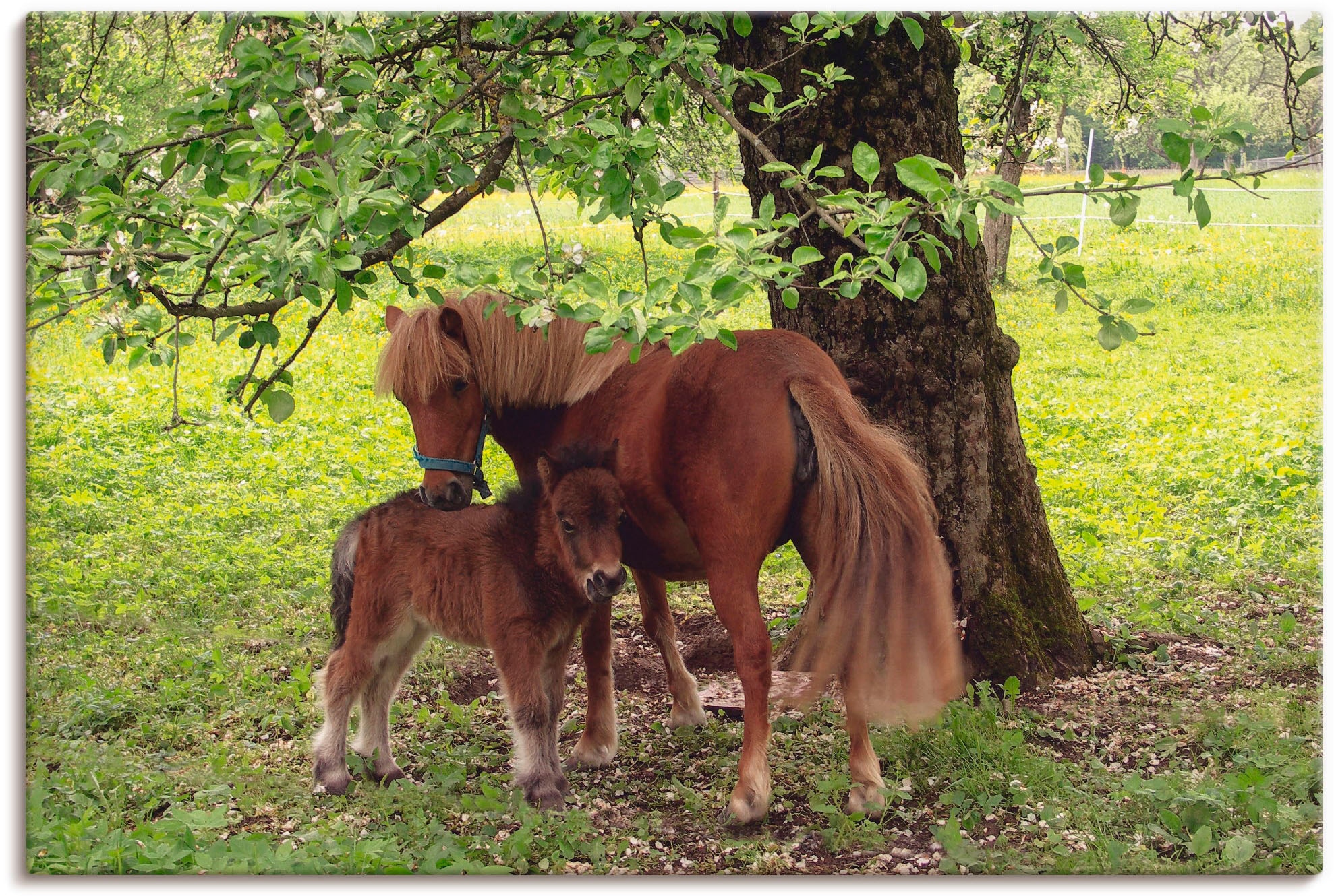 Artland Wandbild "Pony - Mutterglück", Haustiere, (1 St.), als Alubild, Outdoorbild, Leinwandbild, Poster, Wandaufkleber