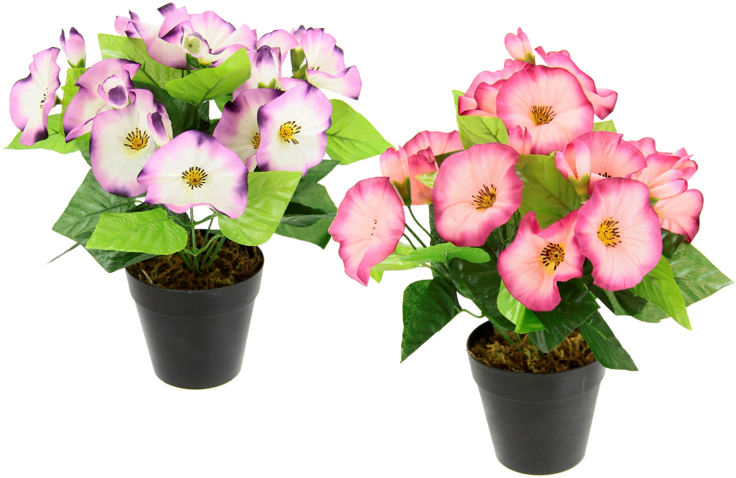 I.GE.A. »Petunien«, Set Topf, Zierpflanze Glockenblume Blumen Kunstblume kaufen BAUR | Im 2er Deko klein Petunien
