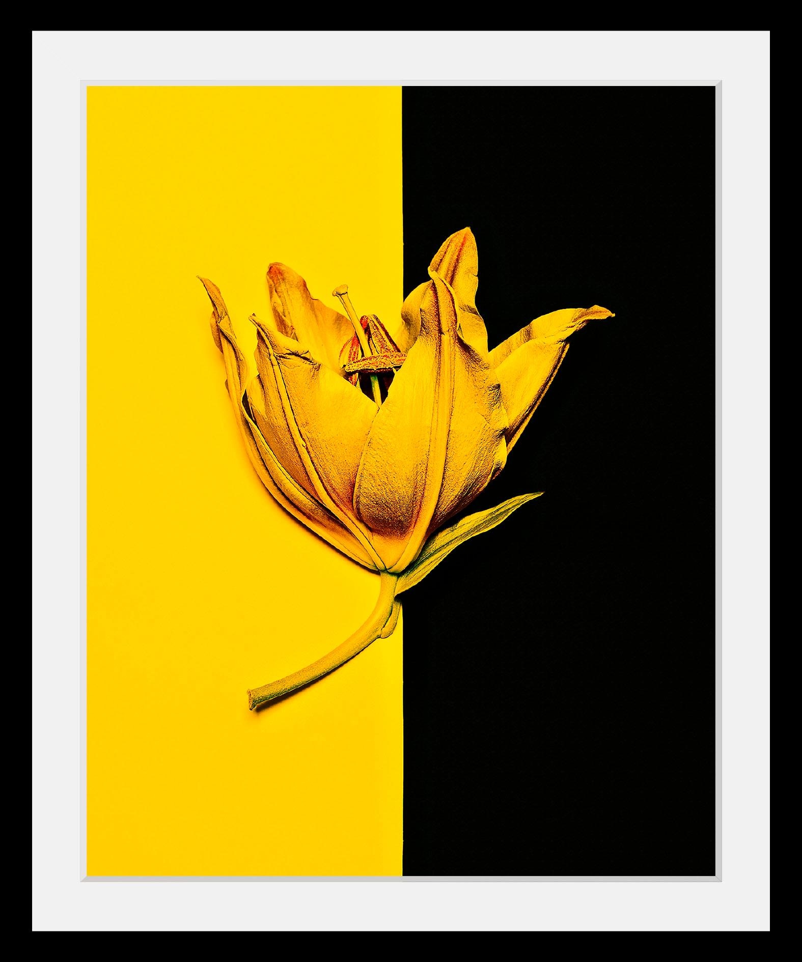 queence Bild "Blüte", Blumen-Blumenbilder-Pflanzen-Kunst, HD Premium Poster günstig online kaufen