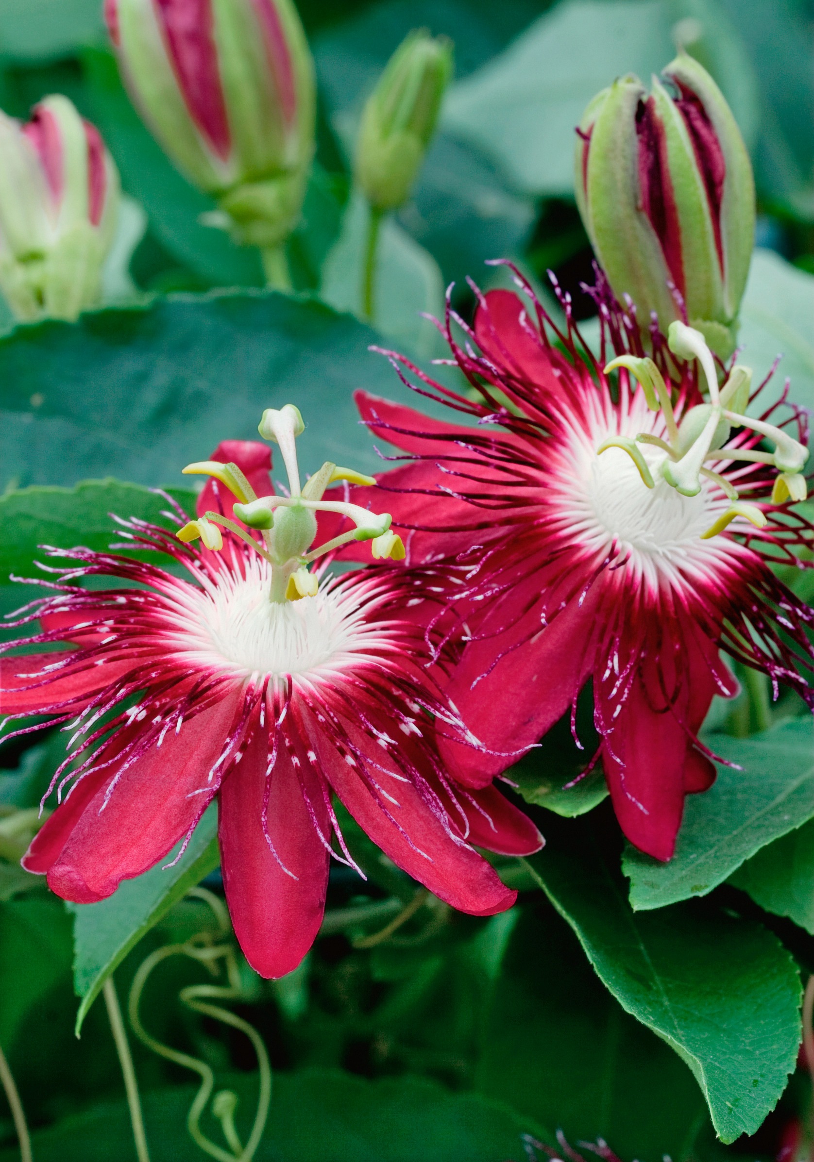 BCM Kletterpflanze »Passionsblume 'Lady Margaret'«, (1 St.), Höhe: 80-90 cm, 1 Pflanze kaufen