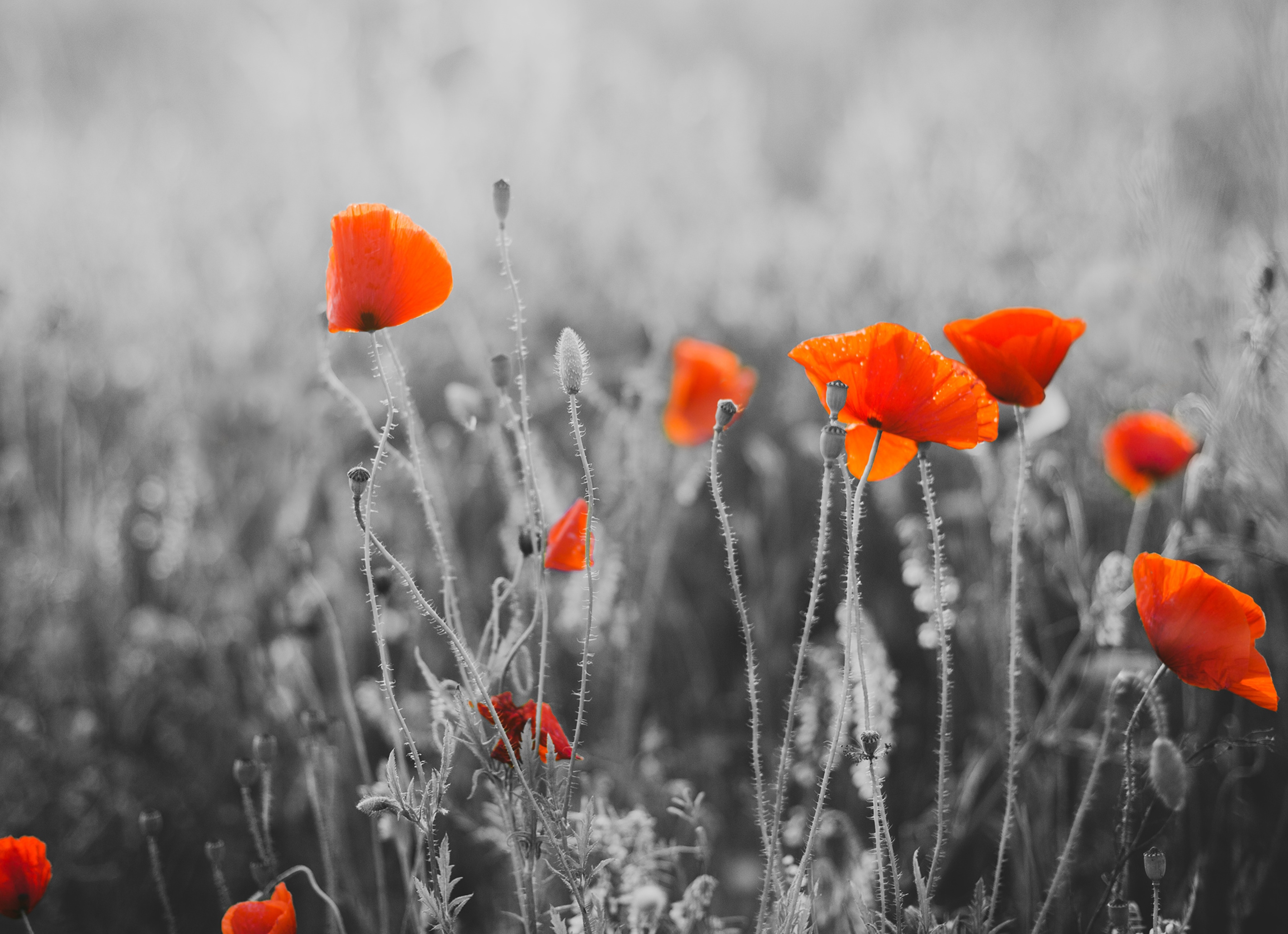 Papermoon "Red Poppy Flowers" glatt