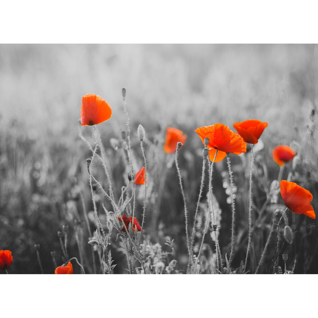 Papermoon Fototapete »Red Poppy Flowers«