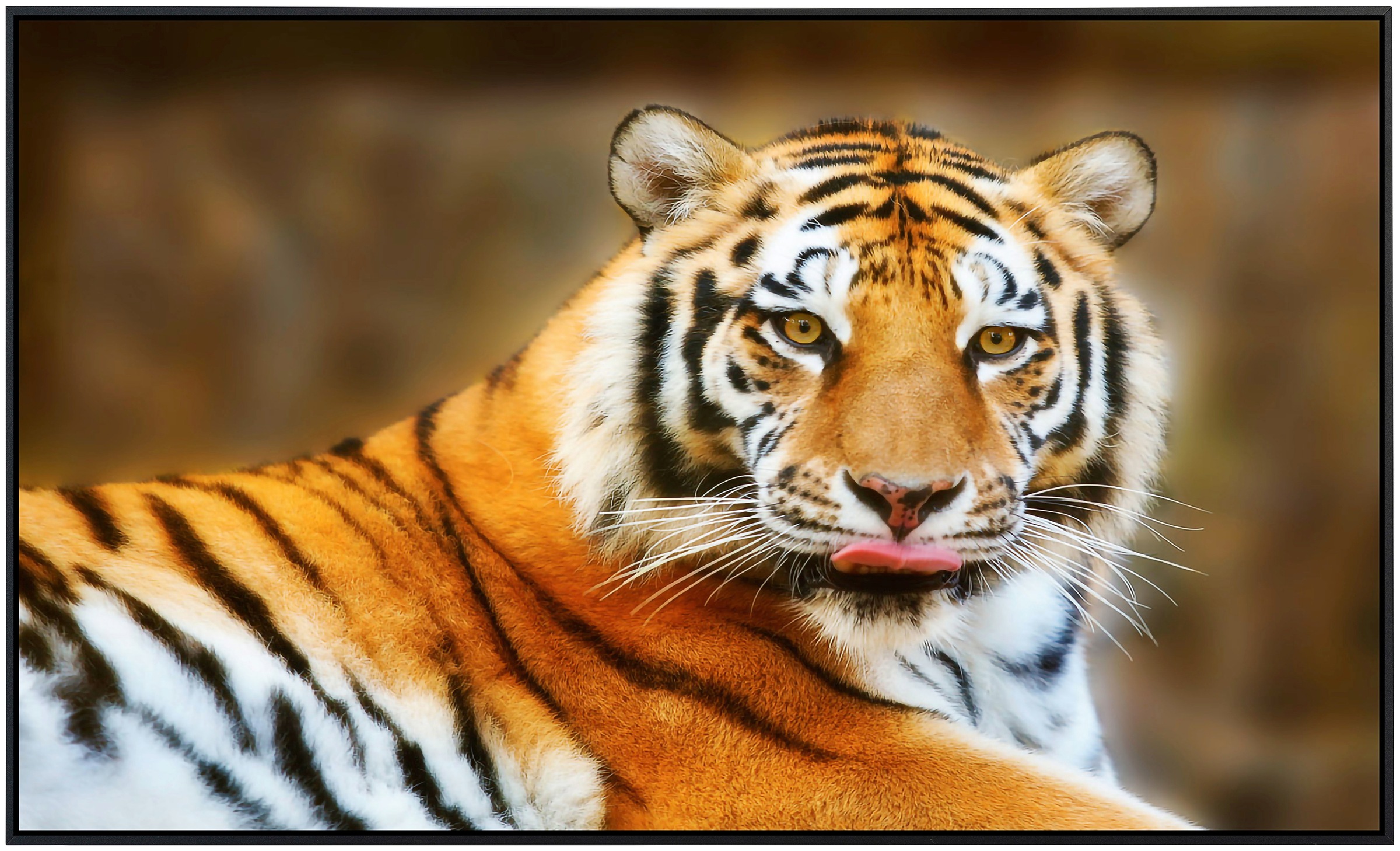 Papermoon Infrarotheizung »Ruhender Tiger«, sehr angenehme Strahlungswärme