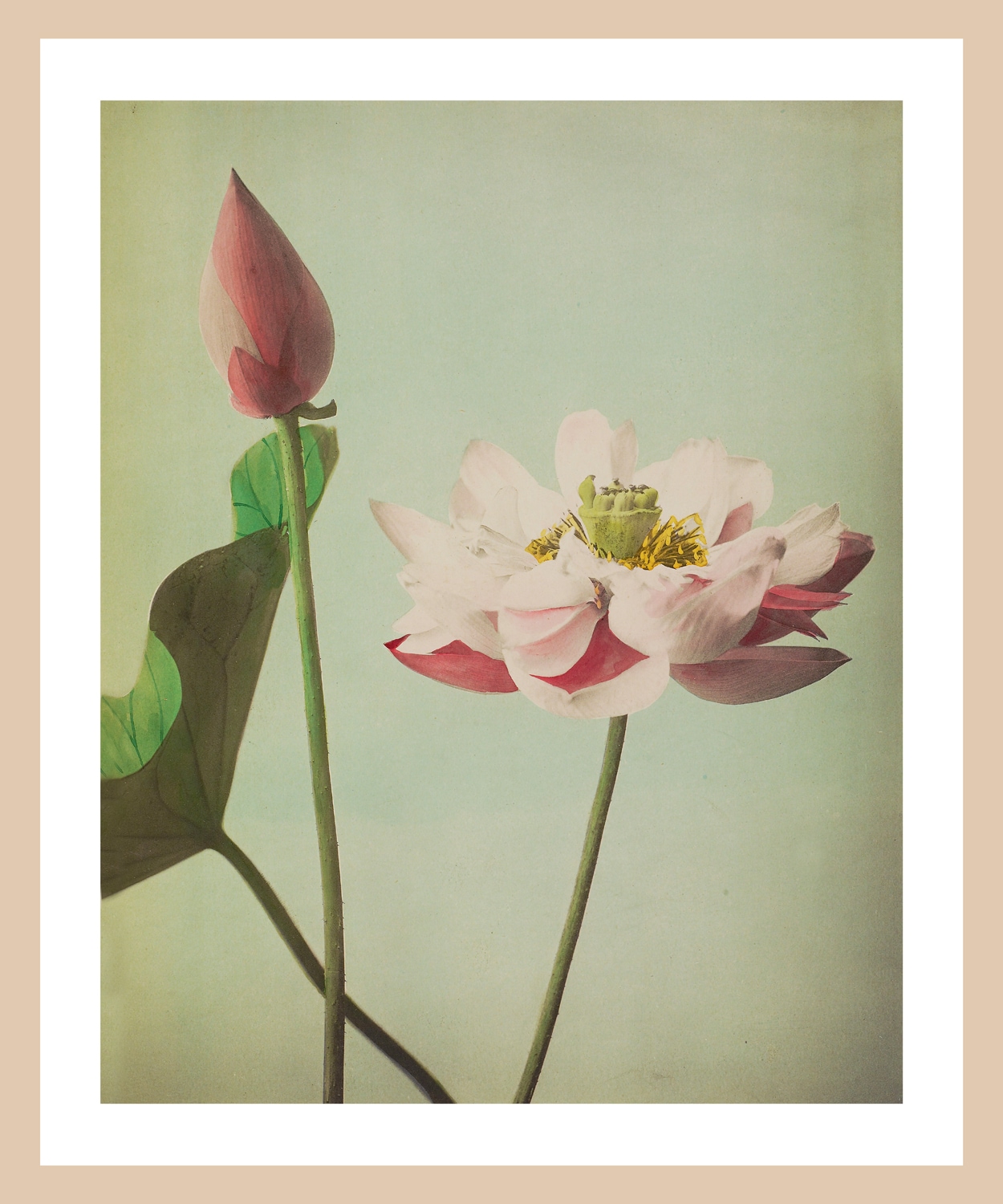 queence Bild mit Rahmen »Gudrun«, Blumen-Pflanzen-Kunst-Blumenbilder, Premium Poster mit Naturholzrahmen, Handarbeit aus Deutschland
