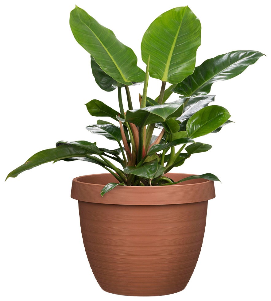 Scheurich Blumentopf »48/270 COUNTRY STAR 48«