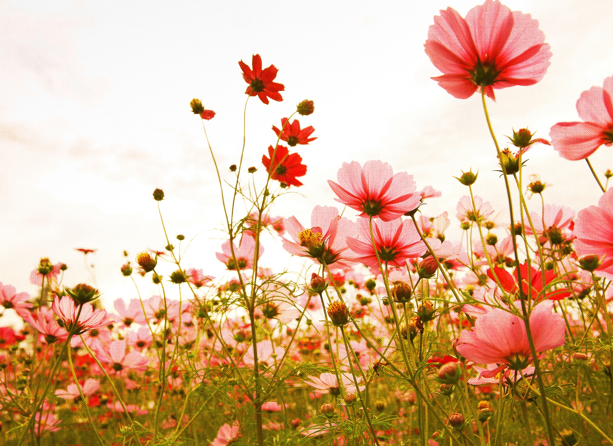 living walls Fototapete "Designwalls Flower Meadow 1" glatt Vlies, Wand, Schräge, Decke
