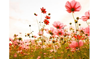 Fototapete »Designwalls Flower Meadow 1«