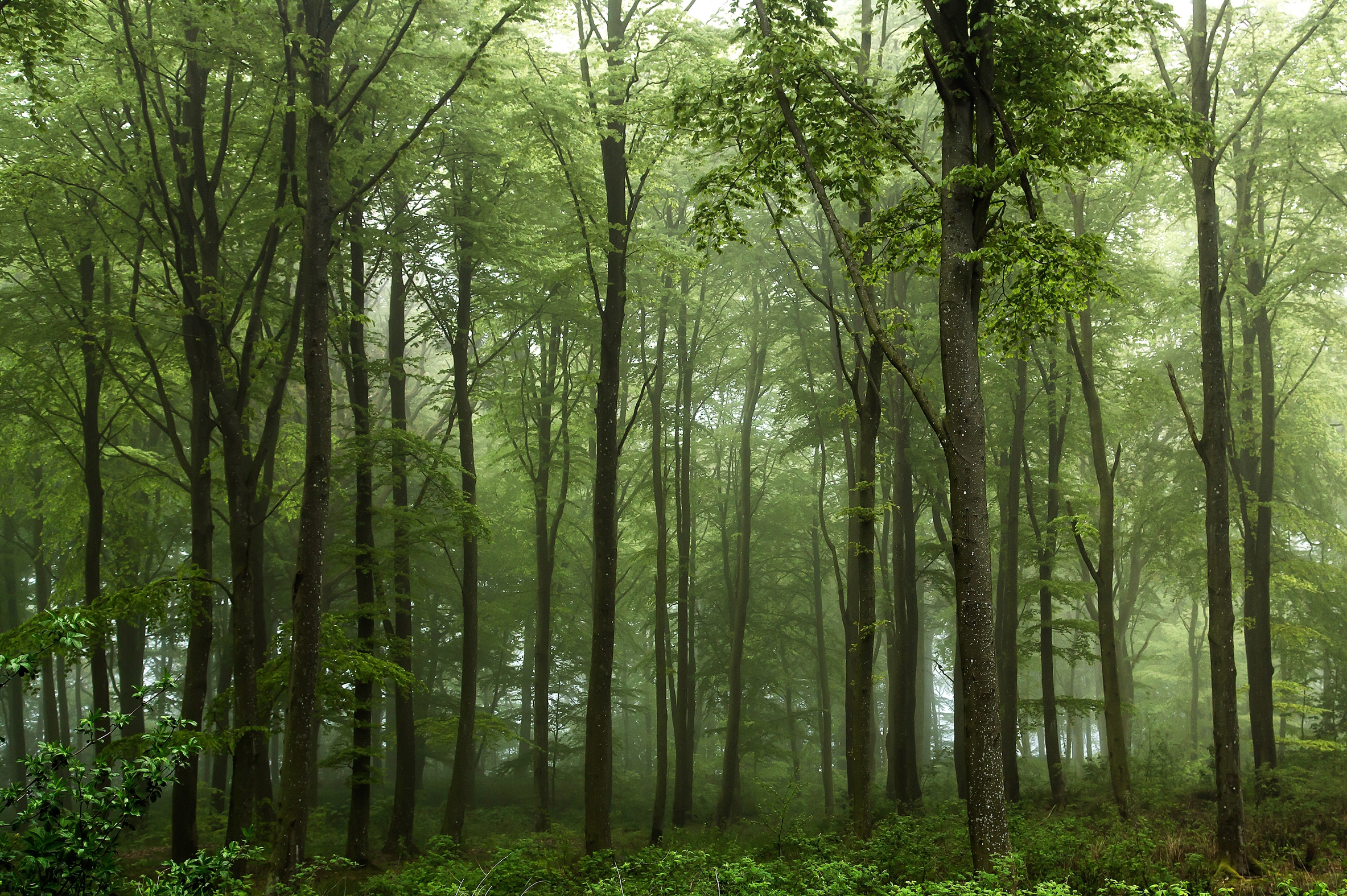 Papermoon Fototapete "Photo-Art LEIF LONDAL, WALD"