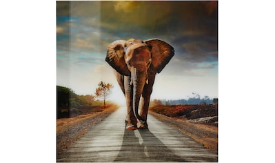 Home affaire Acrylglasbild »Elefant«, 100/100 cm kaufen