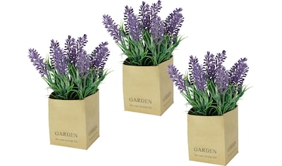 Ambiente Haus Leinwandbild »Lavendel Bild 50cm«, (1 St.) bestellen | BAUR