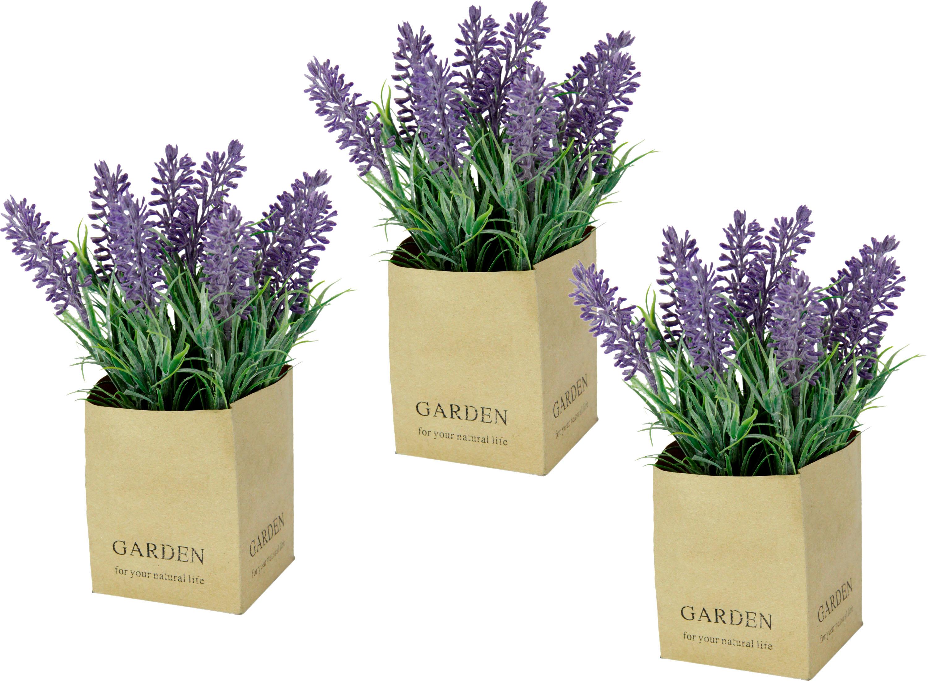 | BAUR Haus Ambiente Bild »Lavendel bestellen 50cm«, Leinwandbild St.) (1