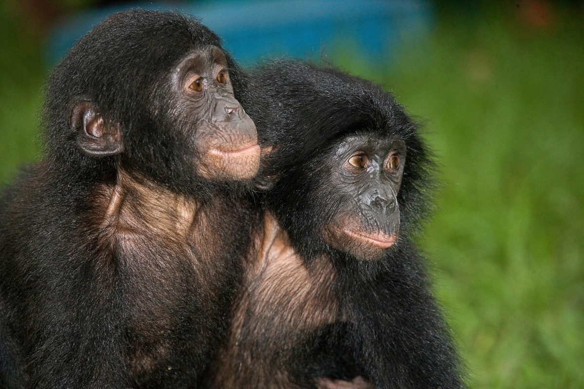 Papermoon Fototapete »Baby Bonobos«