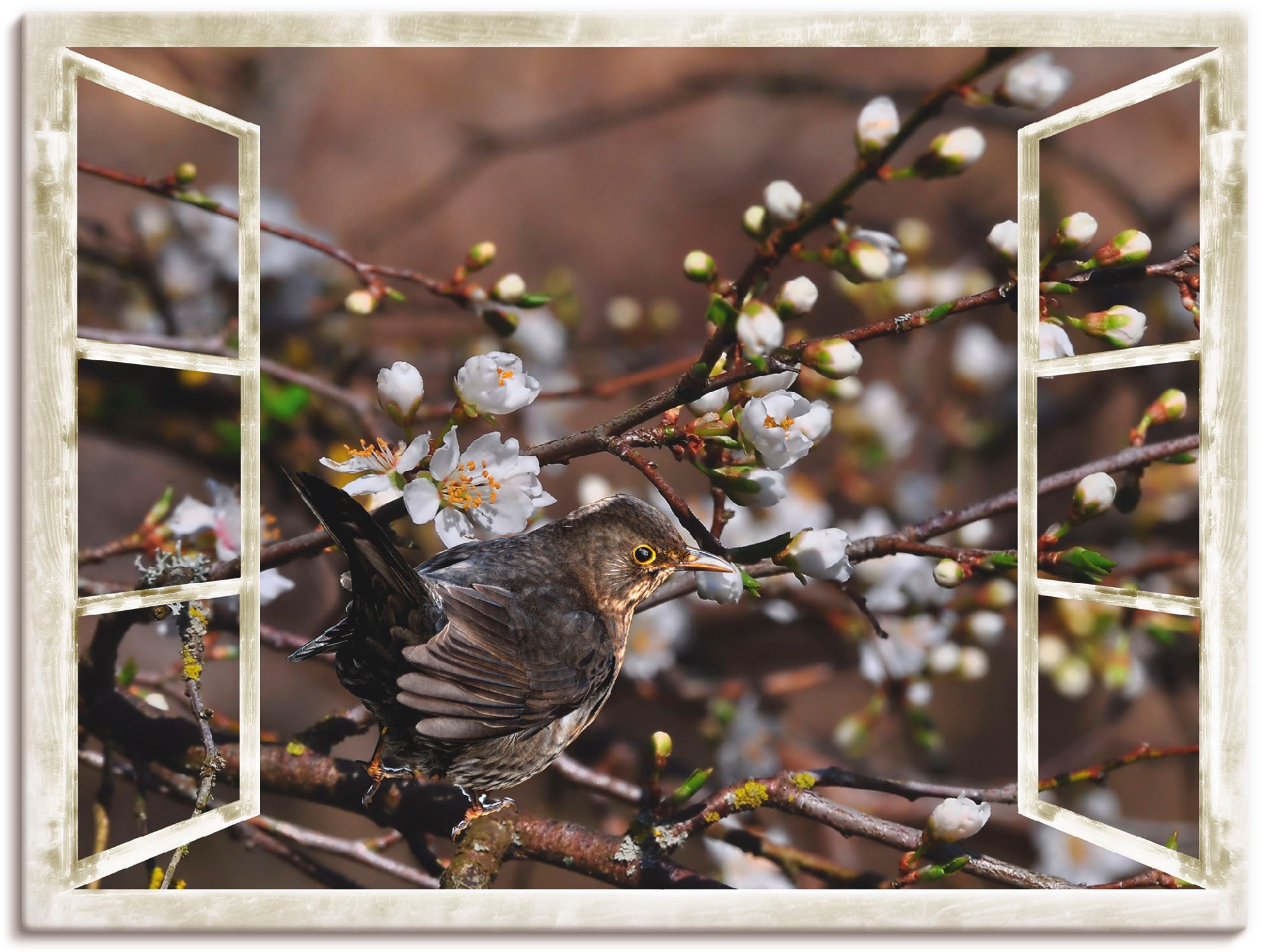 Artland Wandbild "Fensterblick - Kirschblüten mit Amsel", Vögel, (1 St.), als Alubild, Outdoorbild, Leinwandbild in vers