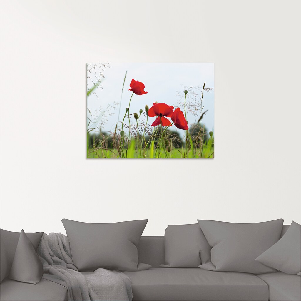 Artland Glasbild »Mohnblumen I«, Blumen, (1 St.)