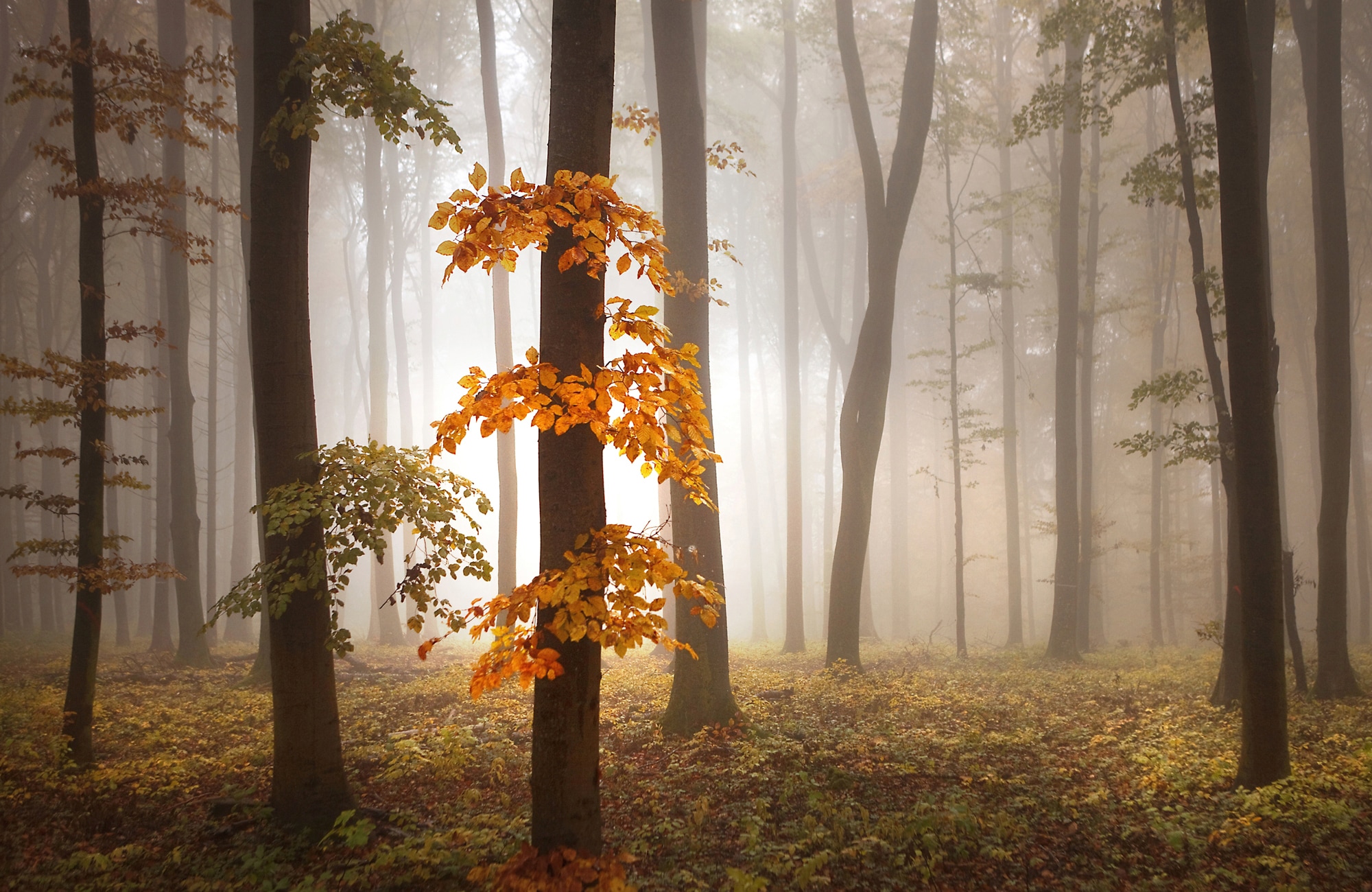 Papermoon Fototapete "Photo-Art NICOLAS SCHUMACHER, IM NOVEMBER"