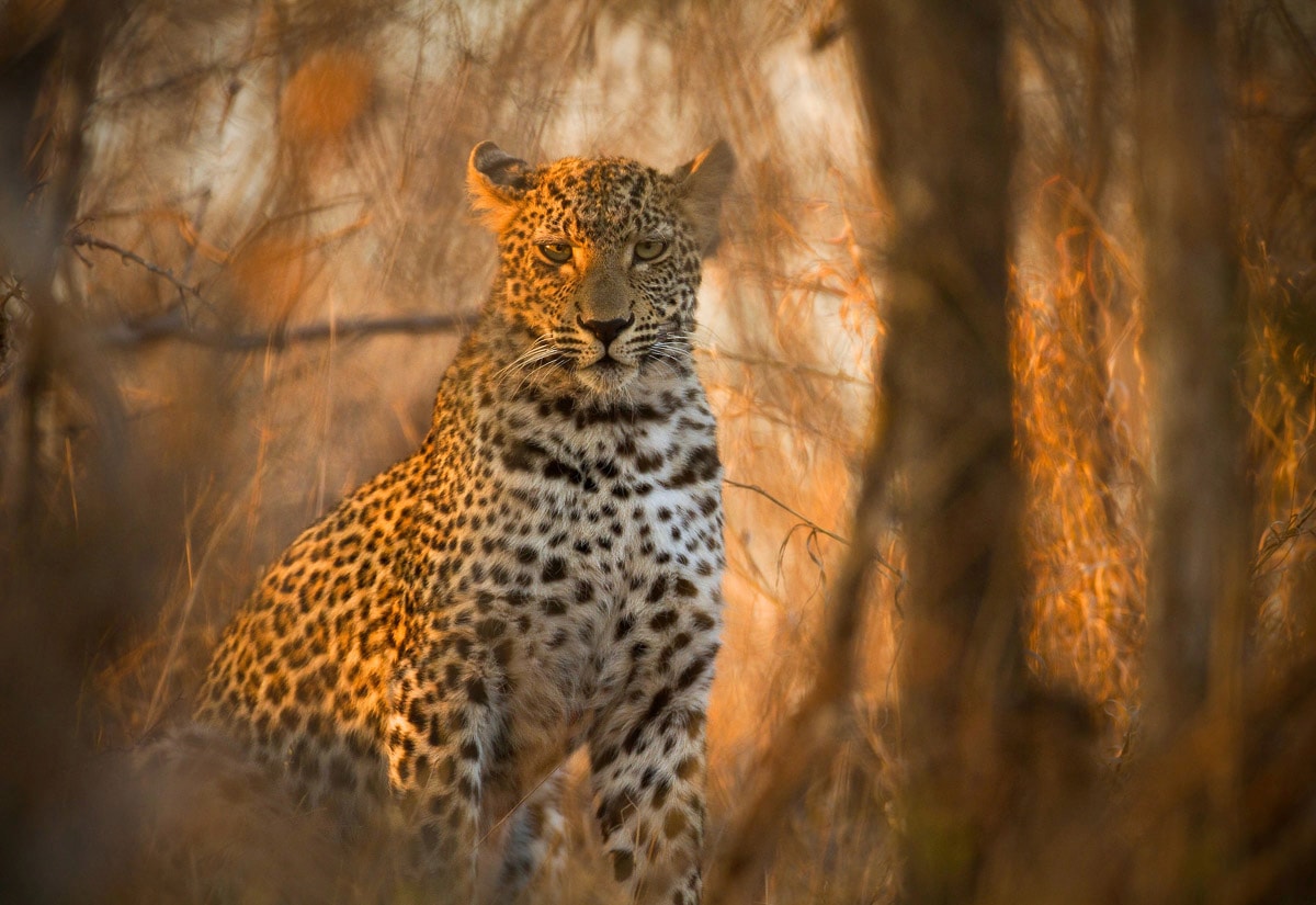 Papermoon Fototapete "Leopard in Wald"