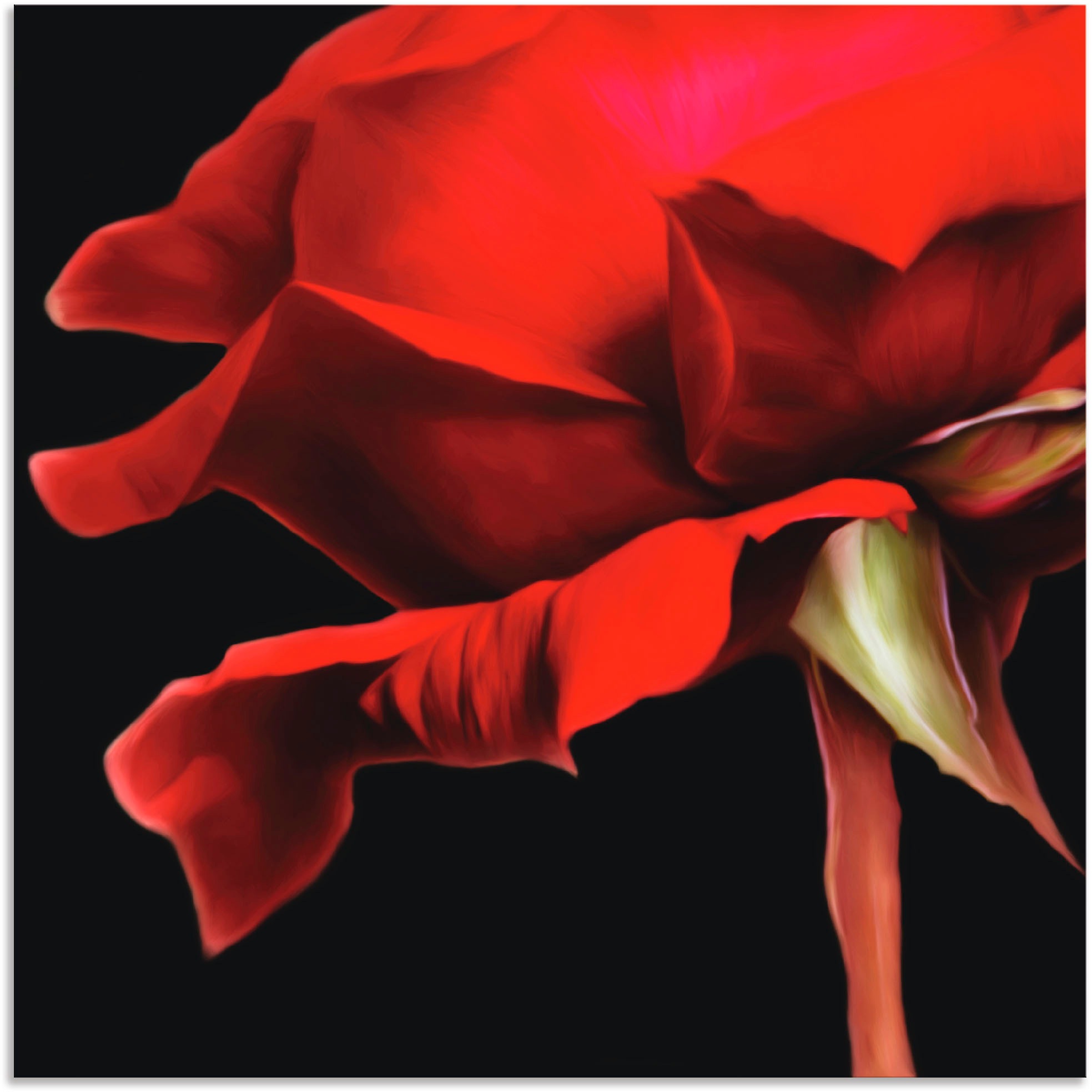 Artland Wandbild "Rose", Blumen, (1 St.), als Alubild, Outdoorbild, Wandaufkleber in verschied. Größen