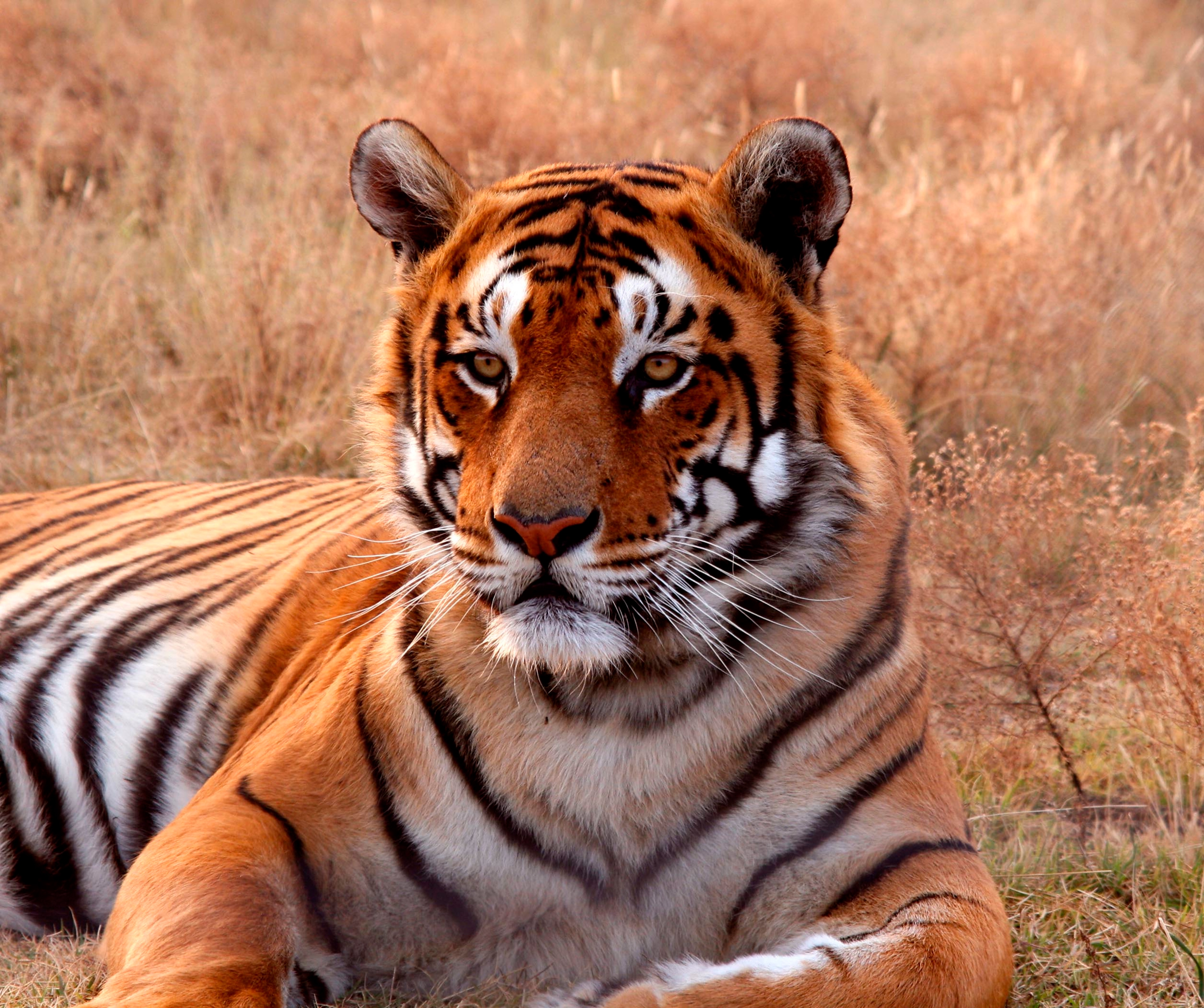 Papermoon Fototapete "Tiger" glatt