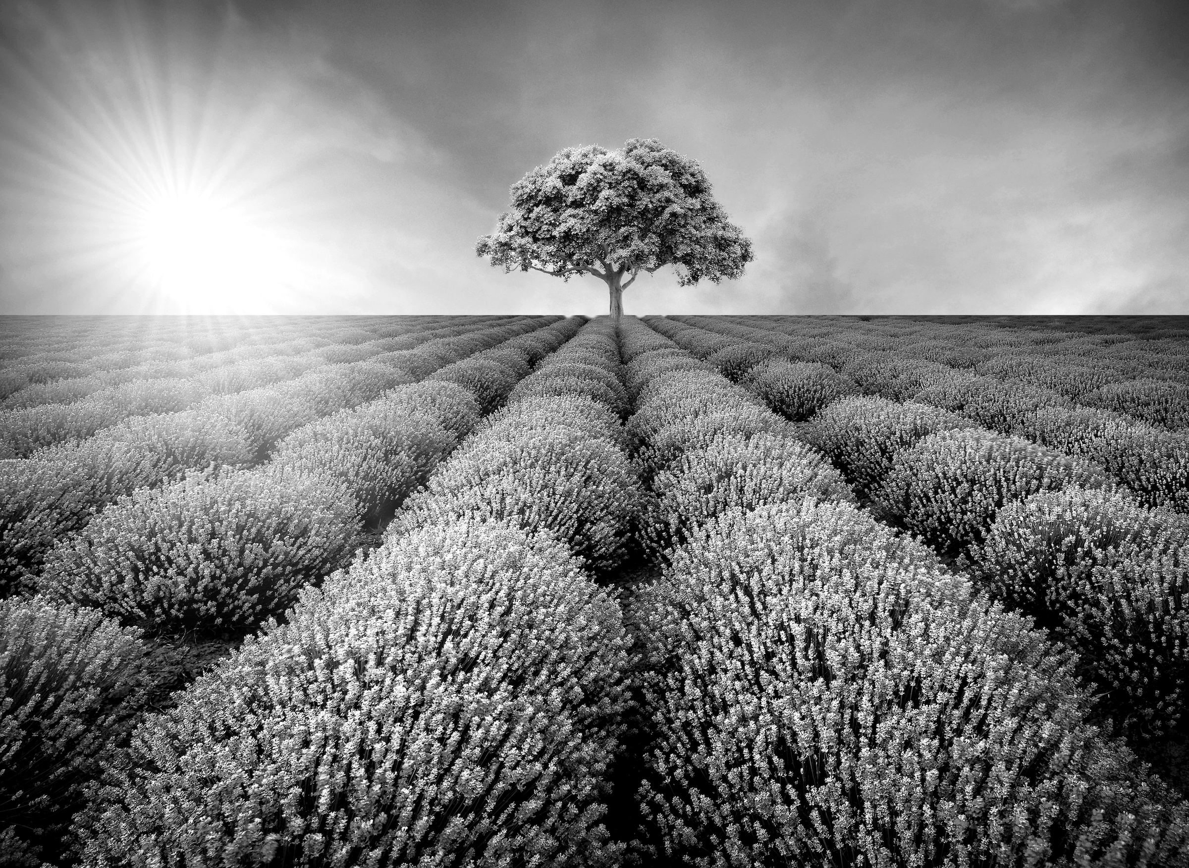 Papermoon Fototapete "Baum im Feld Schwarz & Weiß"
