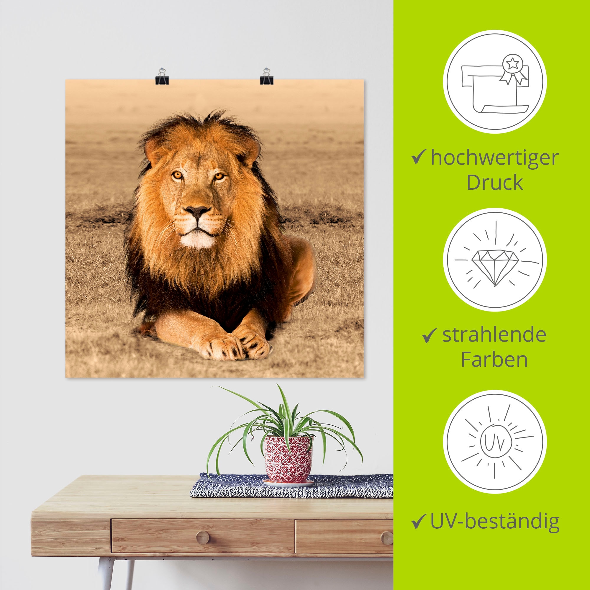 Artland Wandbild »Löwe«, Wildtiere, (1 St.), als Alubild, Outdoorbild, Leinwandbild, Poster, Wandaufkleber