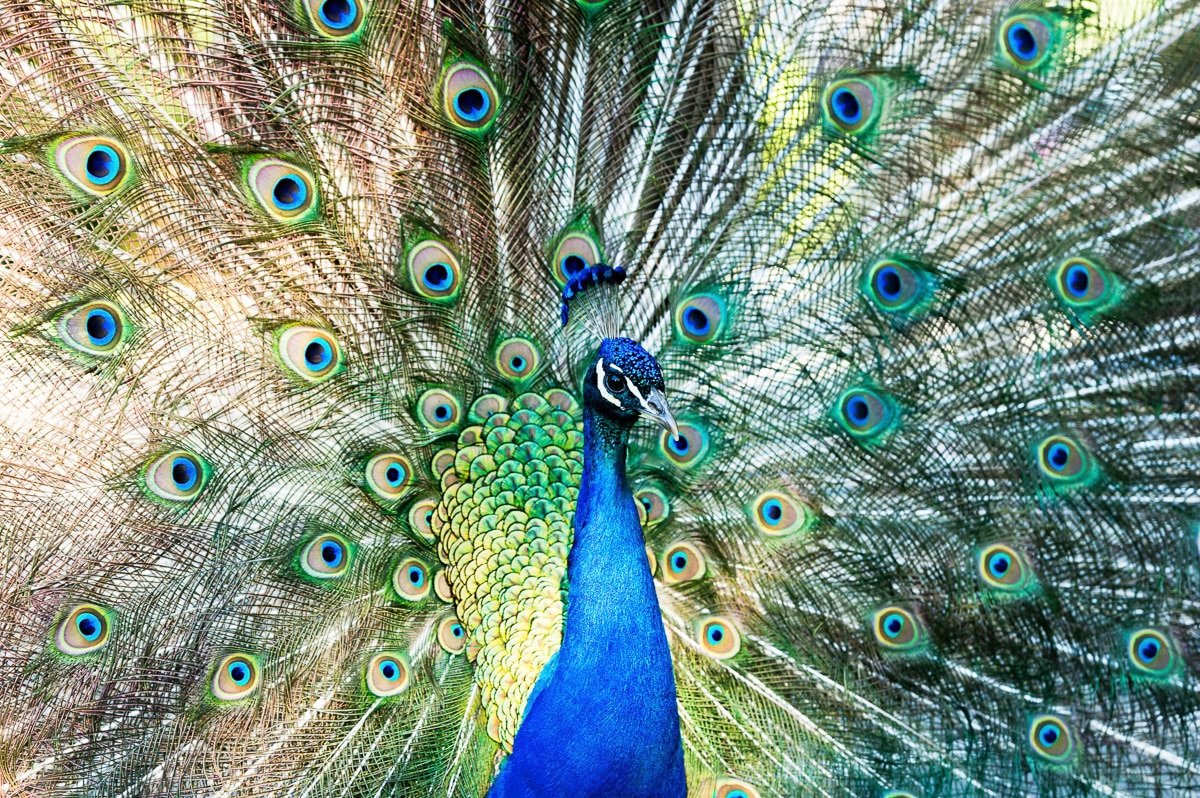Papermoon "Pfau"