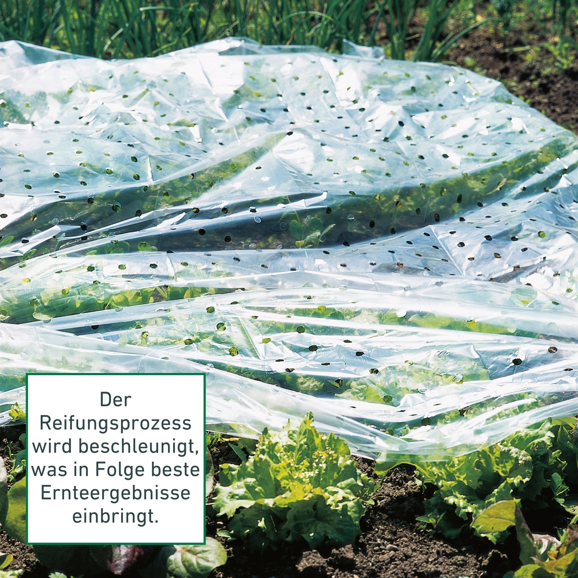 Windhager Schutzplane »Folie für Schutz der Pflanzen im Frühjahr, unterstützt die Pflanzen« gelocht für optimalen Wärmeaustausch, 10x1,5 m 20 µm