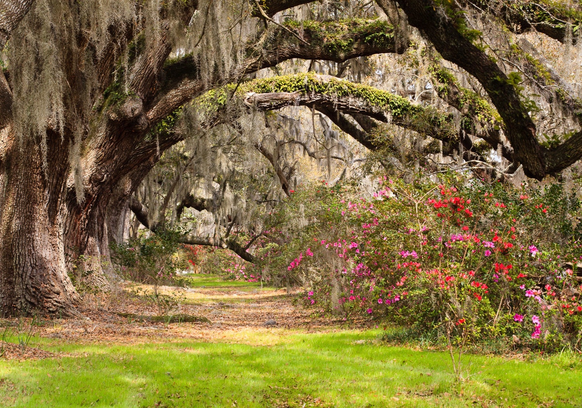 Papermoon "Live Oak Tunnel"