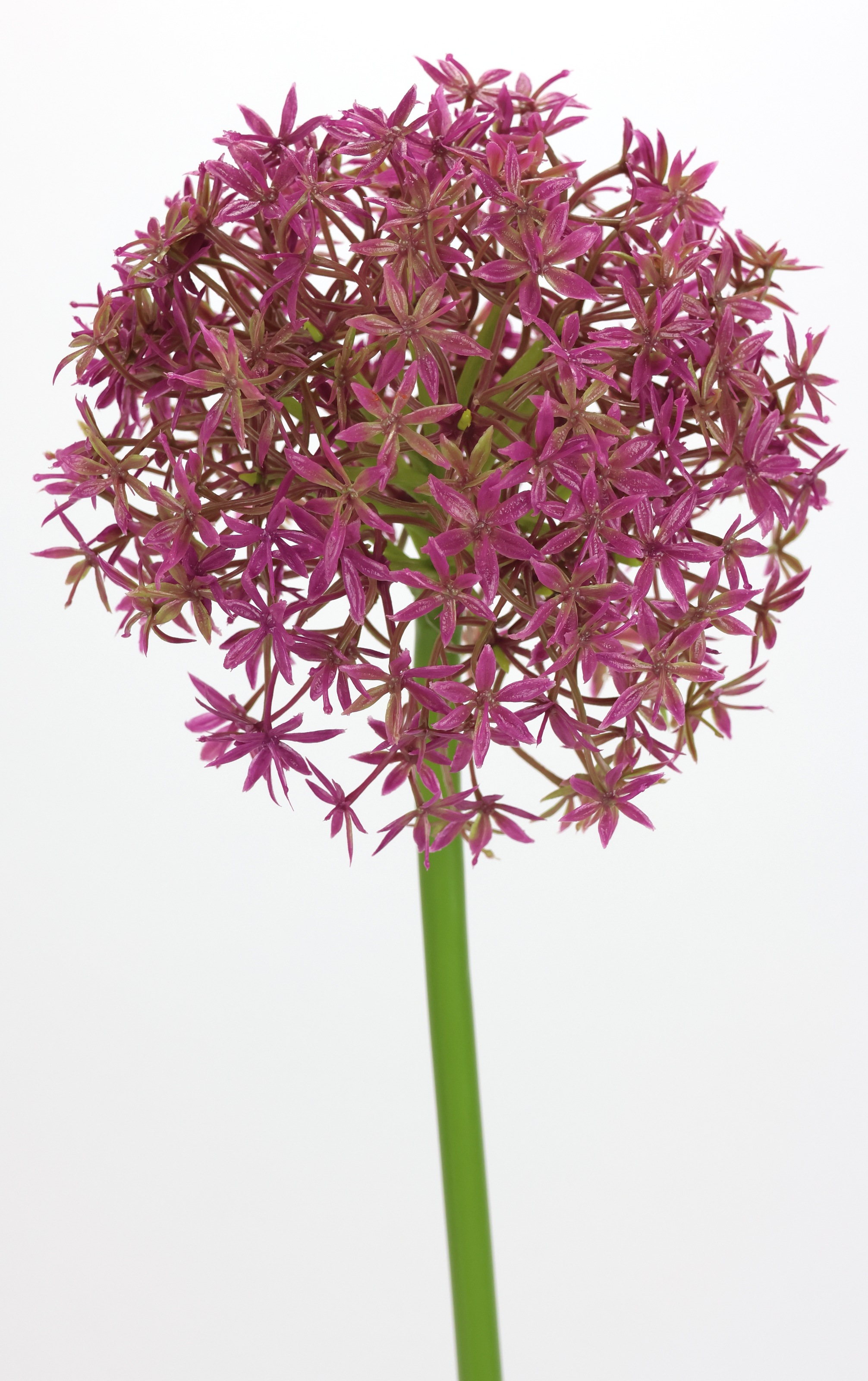 I.GE.A. Kunstblume "Allium Zierlauch", Stielblume künstliche Blumen, 2er Se günstig online kaufen