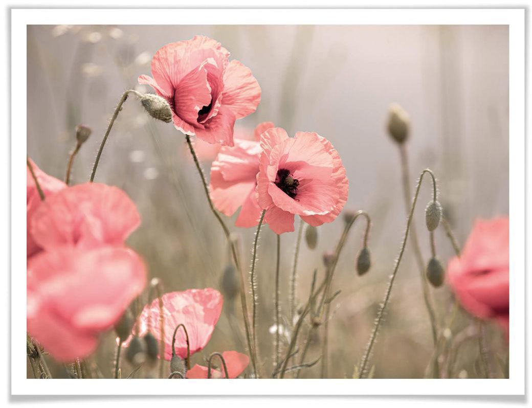 Wall-Art Poster »Romantische Mohnblume«, bestellen (1 Blumen, BAUR | St.)