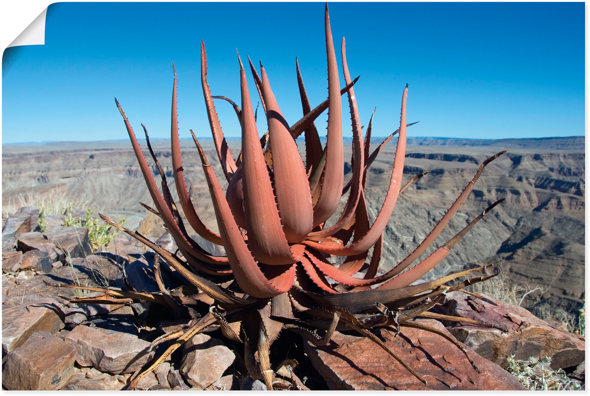 Artland Wandbild »Aloe gariepensis, Sukkulente«, Pflanzenbilder, (1 St.), als Alubild,... kaufen