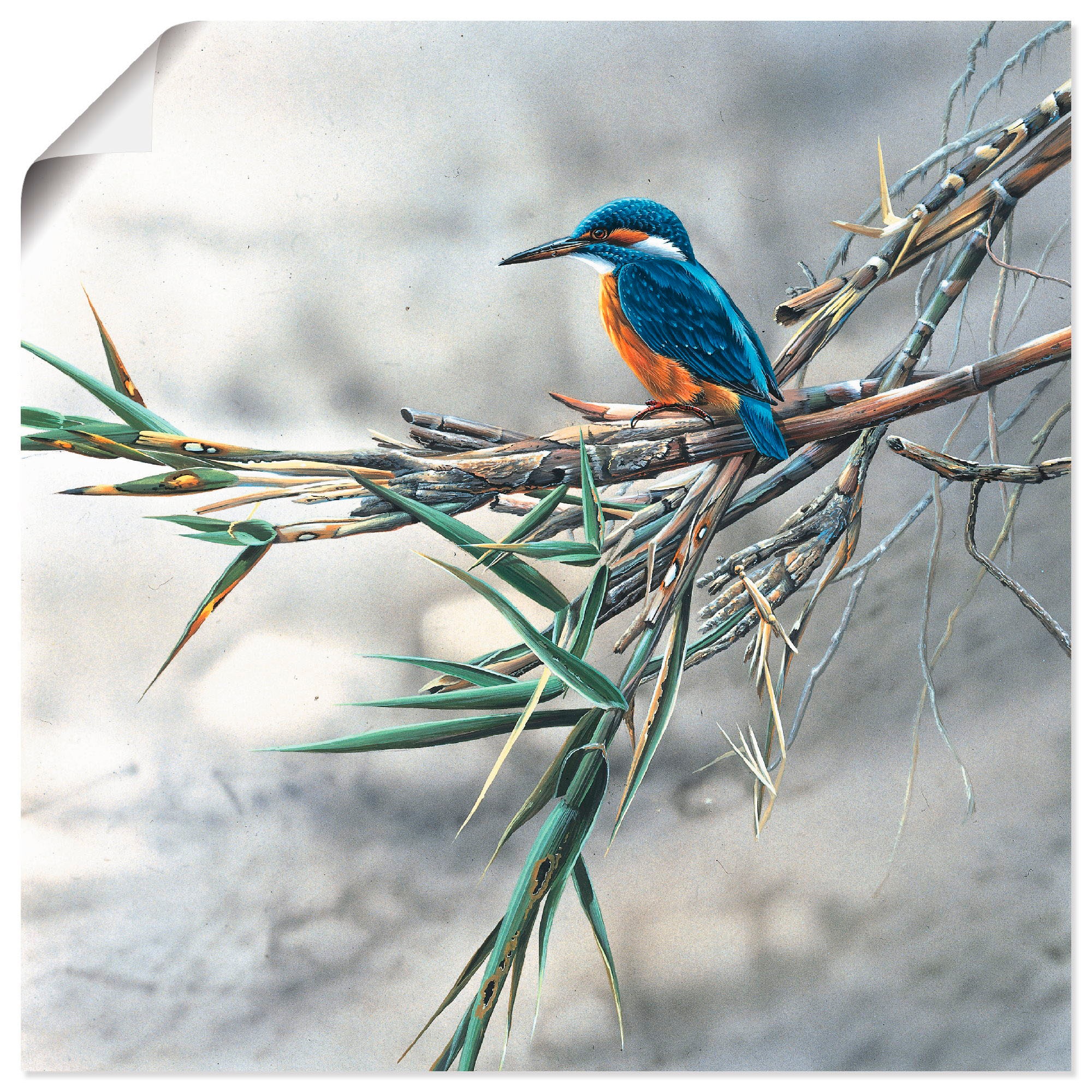 Artland Wandbild "Eisvogel I", Vögel, (1 St.), als Leinwandbild, Poster, Wa günstig online kaufen