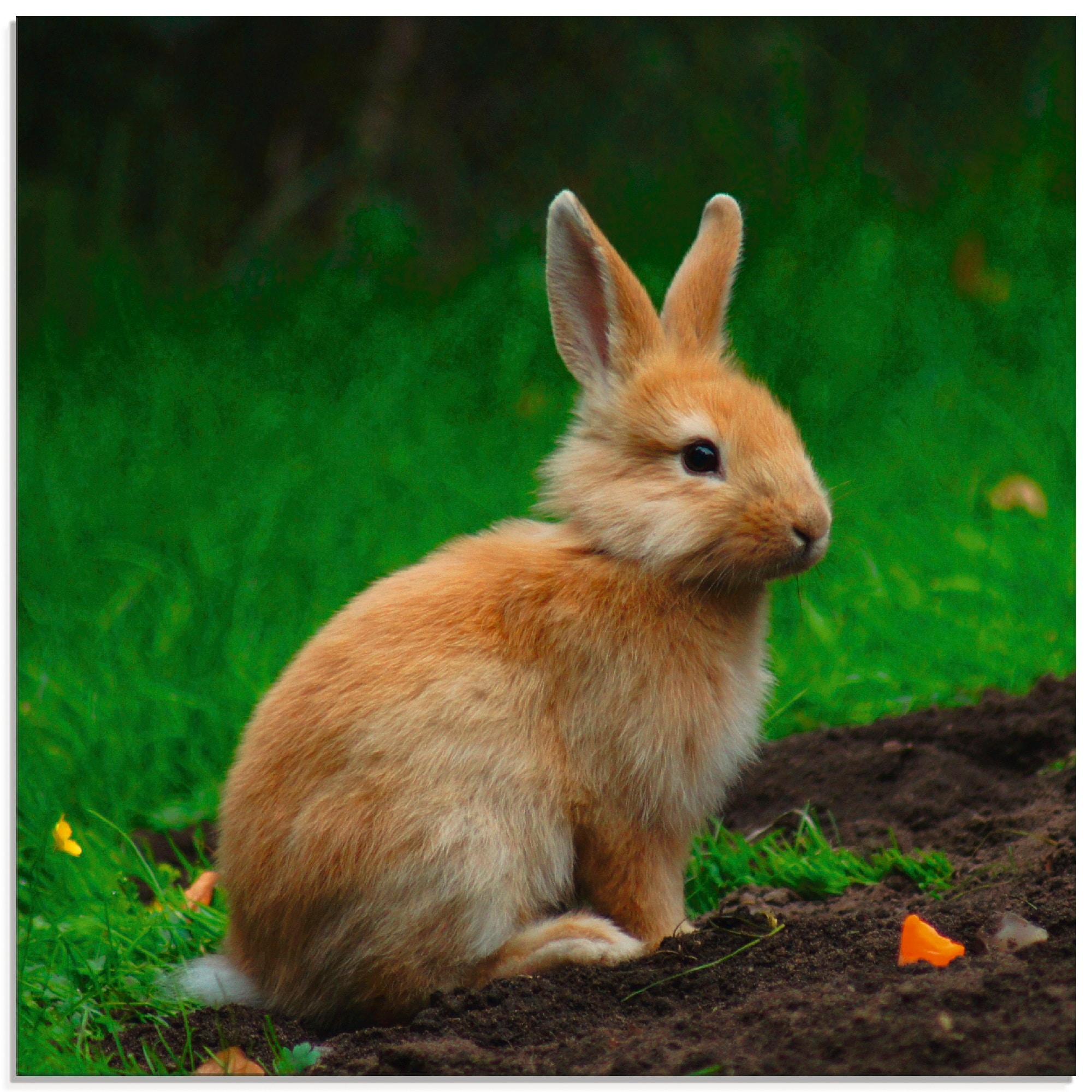 Glasbild »Zwergkaninchen im Grünen«, Wildtiere, (1 St.), in verschiedenen Größen