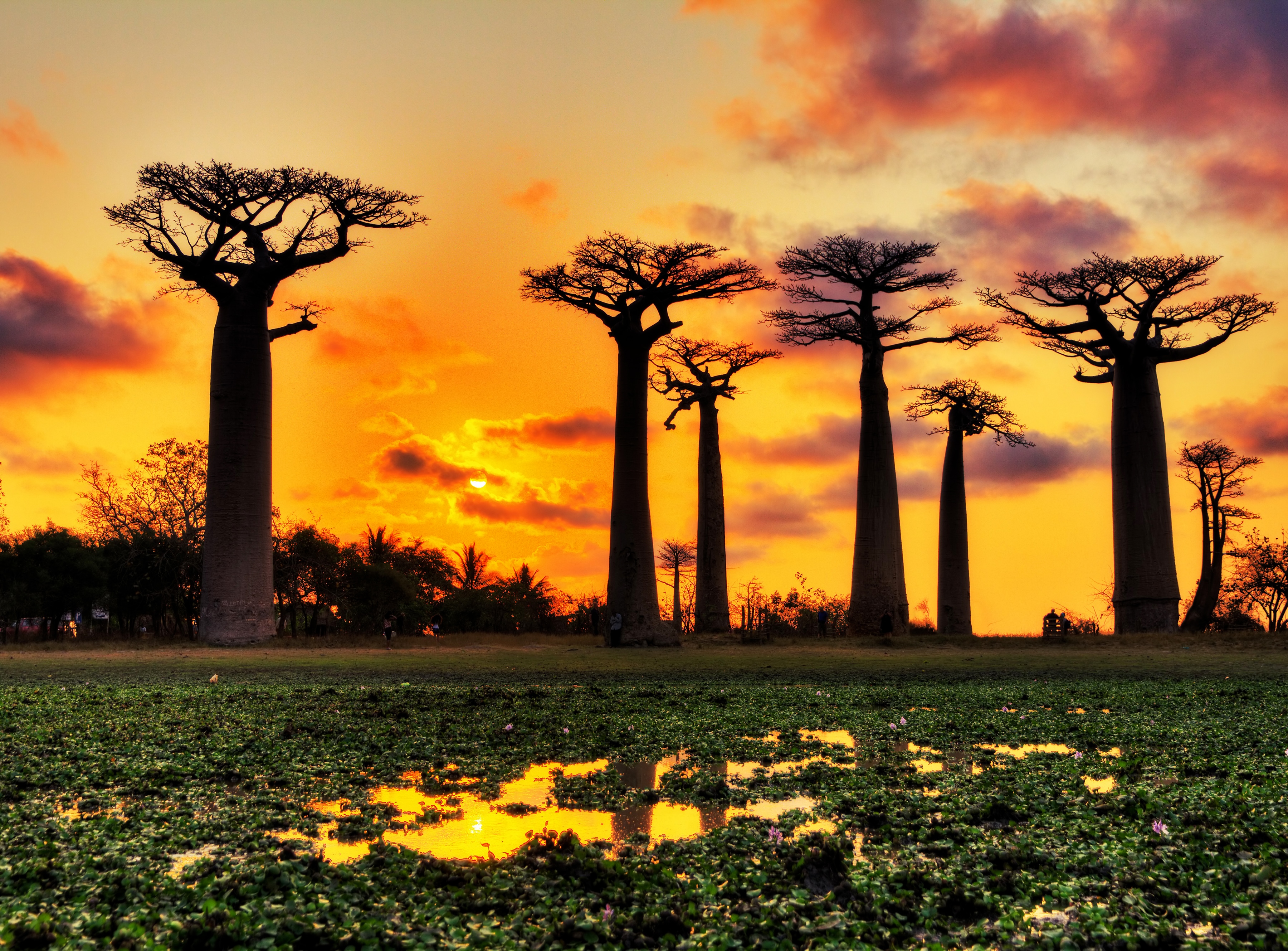 Papermoon Fototapete "Baobabs Trees African Sunset" glatt