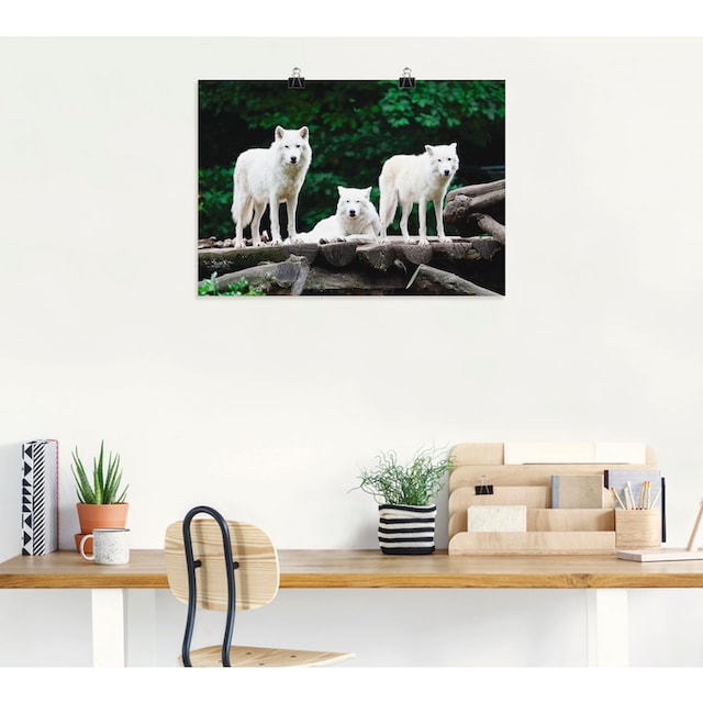 Leinwandbild, St.), Alubild, Artland Wölfe«, versch. oder Größen Poster Wandaufkleber Wildtiere, BAUR als in | (1 Wandbild »Arktische bestellen