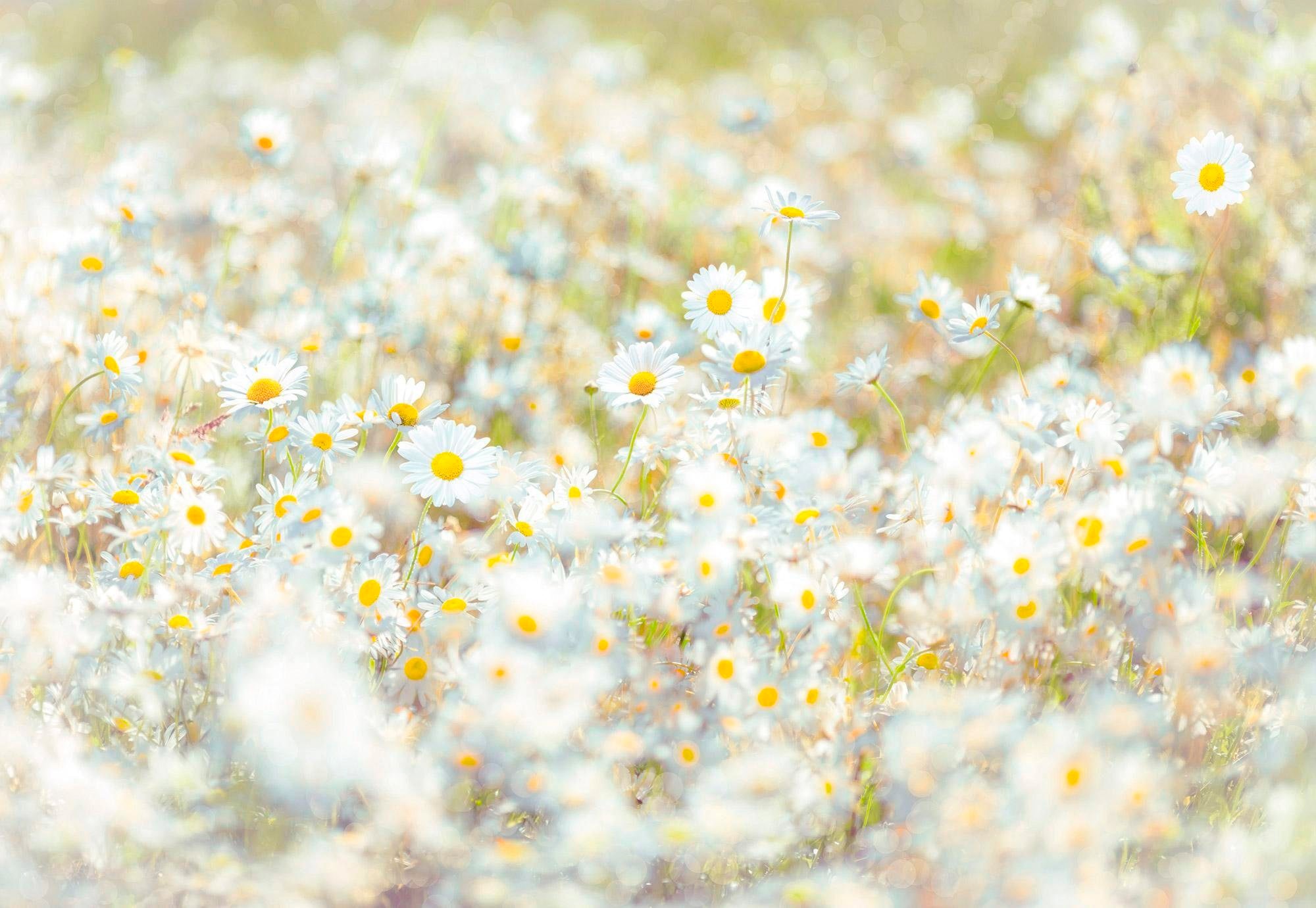 Komar Fototapete "Daisies", 368x254 cm (Breite x Höhe), inklusive Kleister