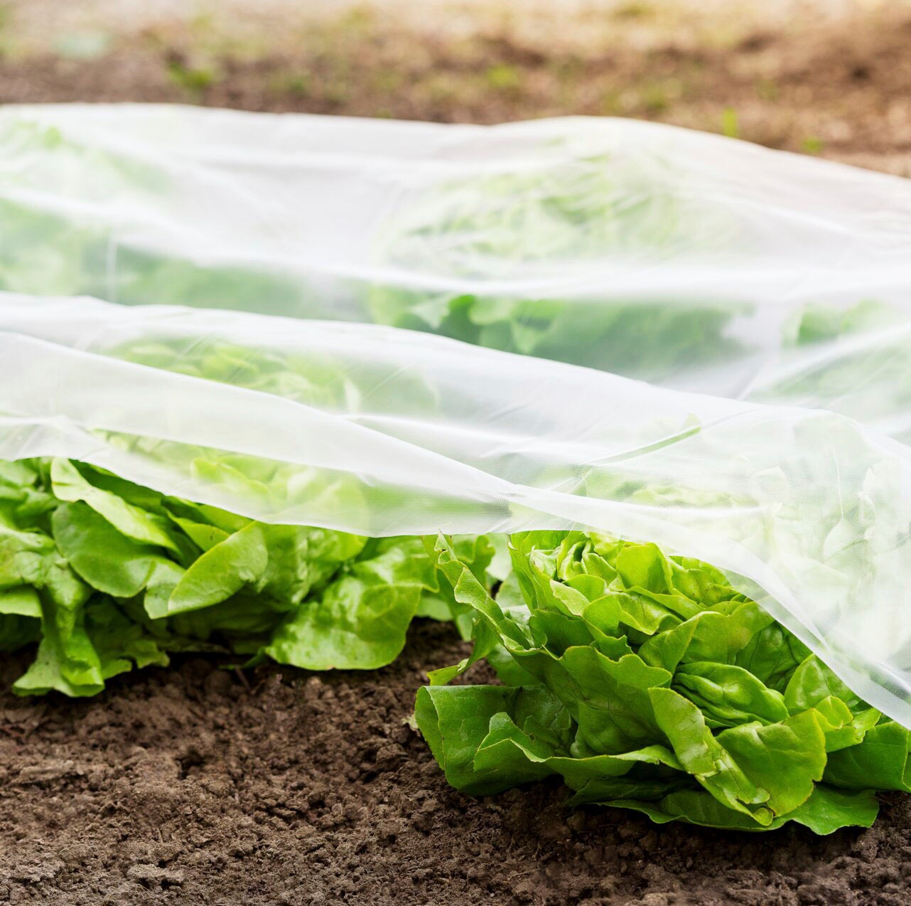 Windhager Schutzplane »SUPERGROW«, Frühbeet-Folie, 5x1,35 m